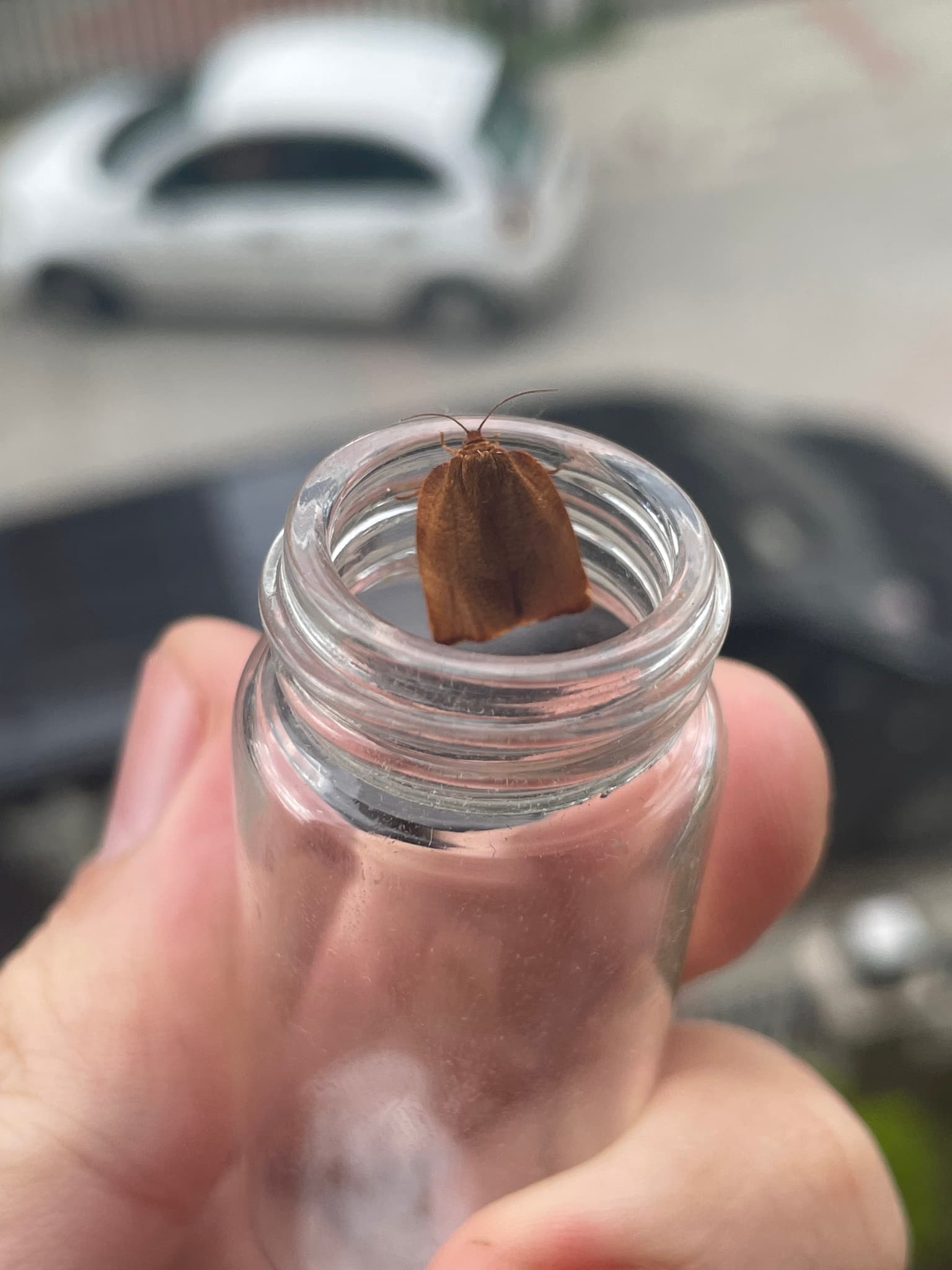 Plaga de CACOECIA, ORUGA DEL CLAVEL, CACOECIMORPHA PRONUBANA