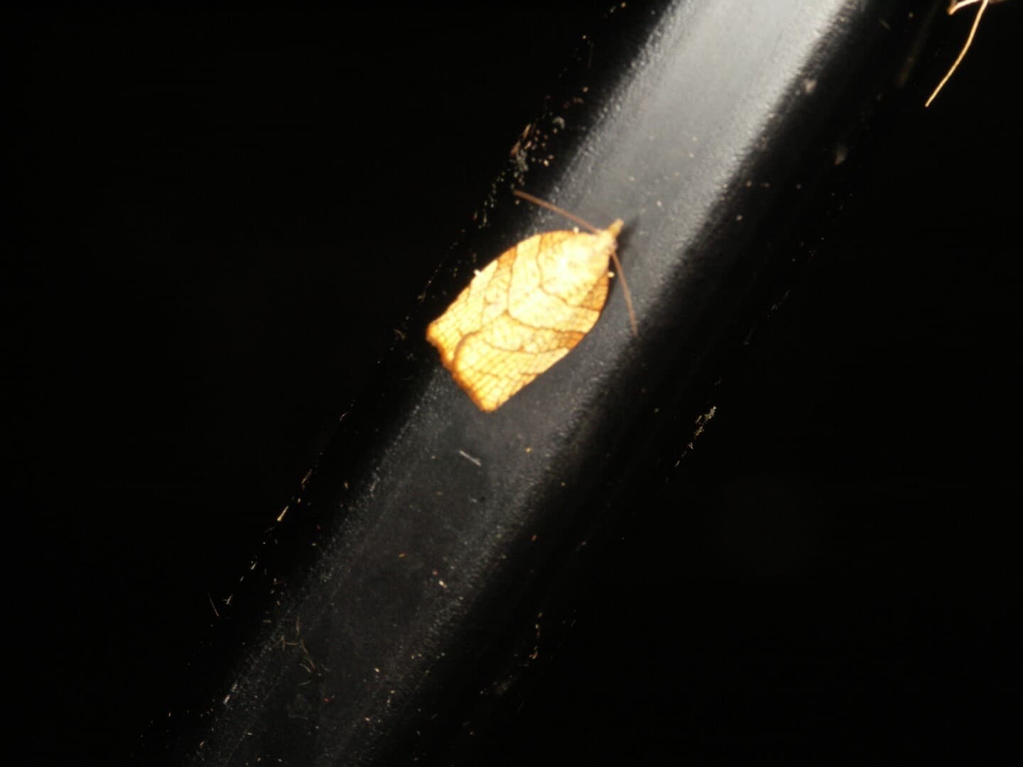 Plaga de ORUGAS DE LA PIEL, PANDEMIS SPP.