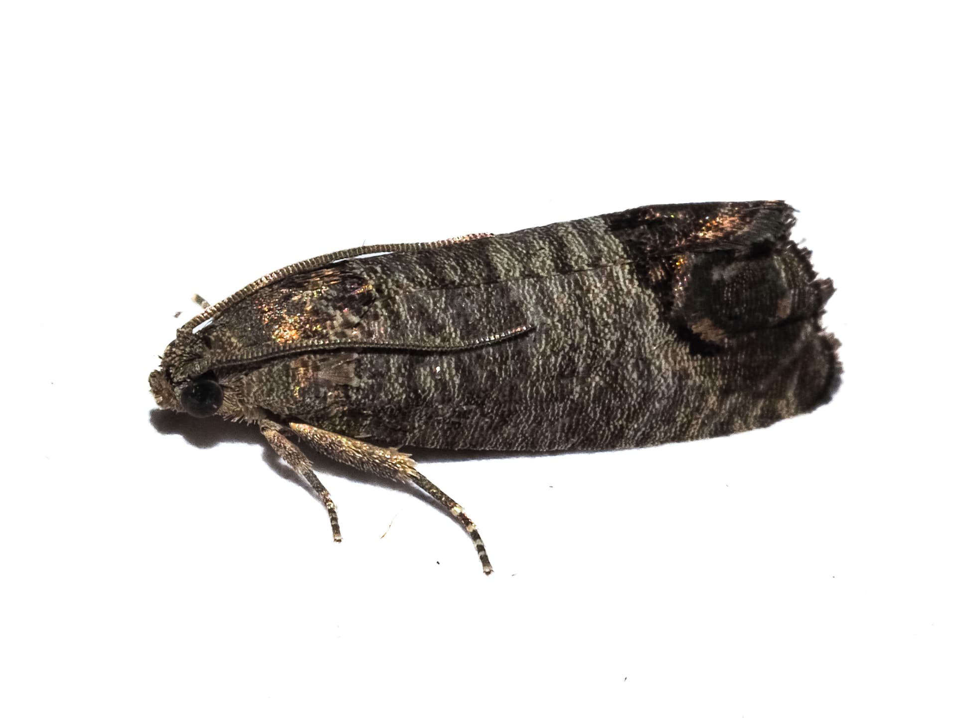 Plaga de CARPOCAPSA DE MANZANAS Y PERAS, CYDIA POMONELLA