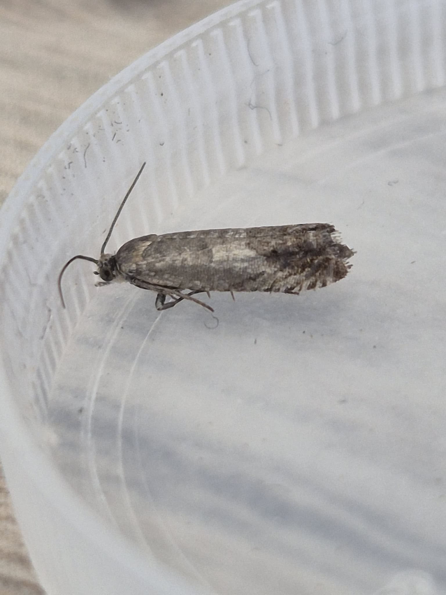 Plaga de AGUSANADO DEL CASTAÑO, CYDIA SPLENDANA, C.FAGIGLANDANA