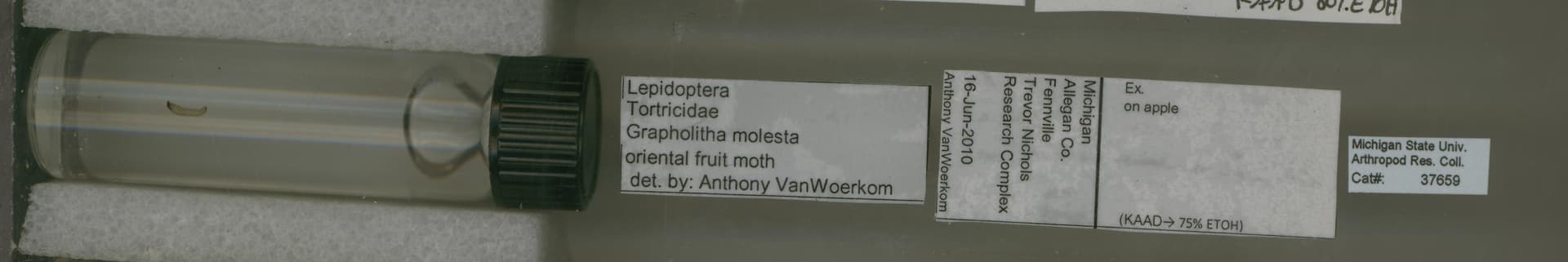 Plaga de POLILLA ORIENTAL, GRAPHOLITA MOLESTA