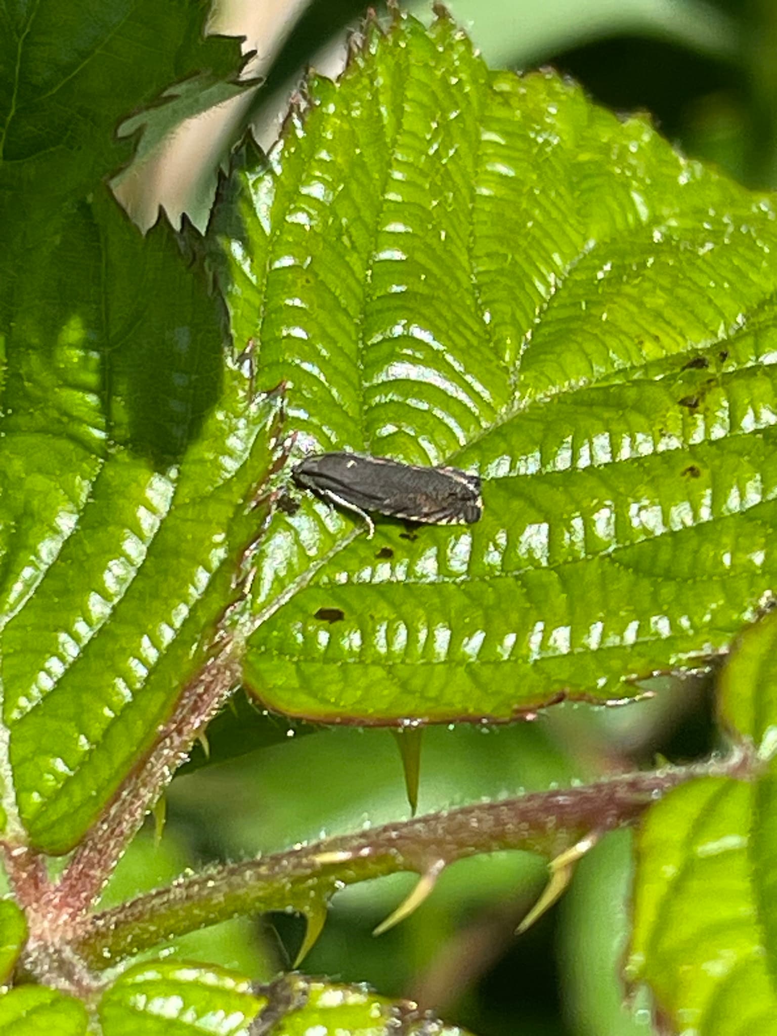 Plaga de POLILLA DEL GUISANTE, CYDIA NIGRICANA