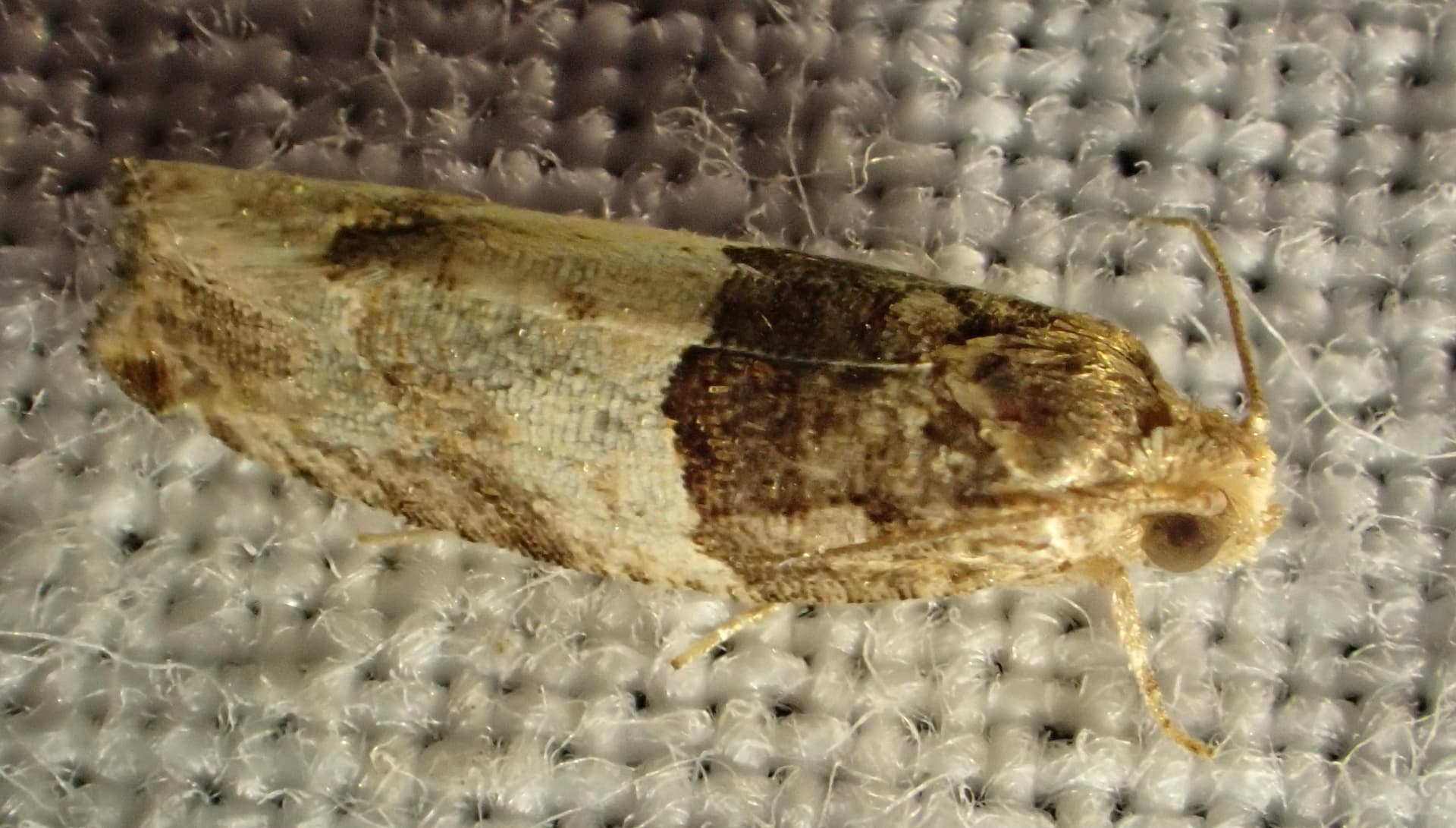 Plaga de BARRENADOR DE LOS BROTES DEL ÁLAMO, GYPSONOMA ACERIANA