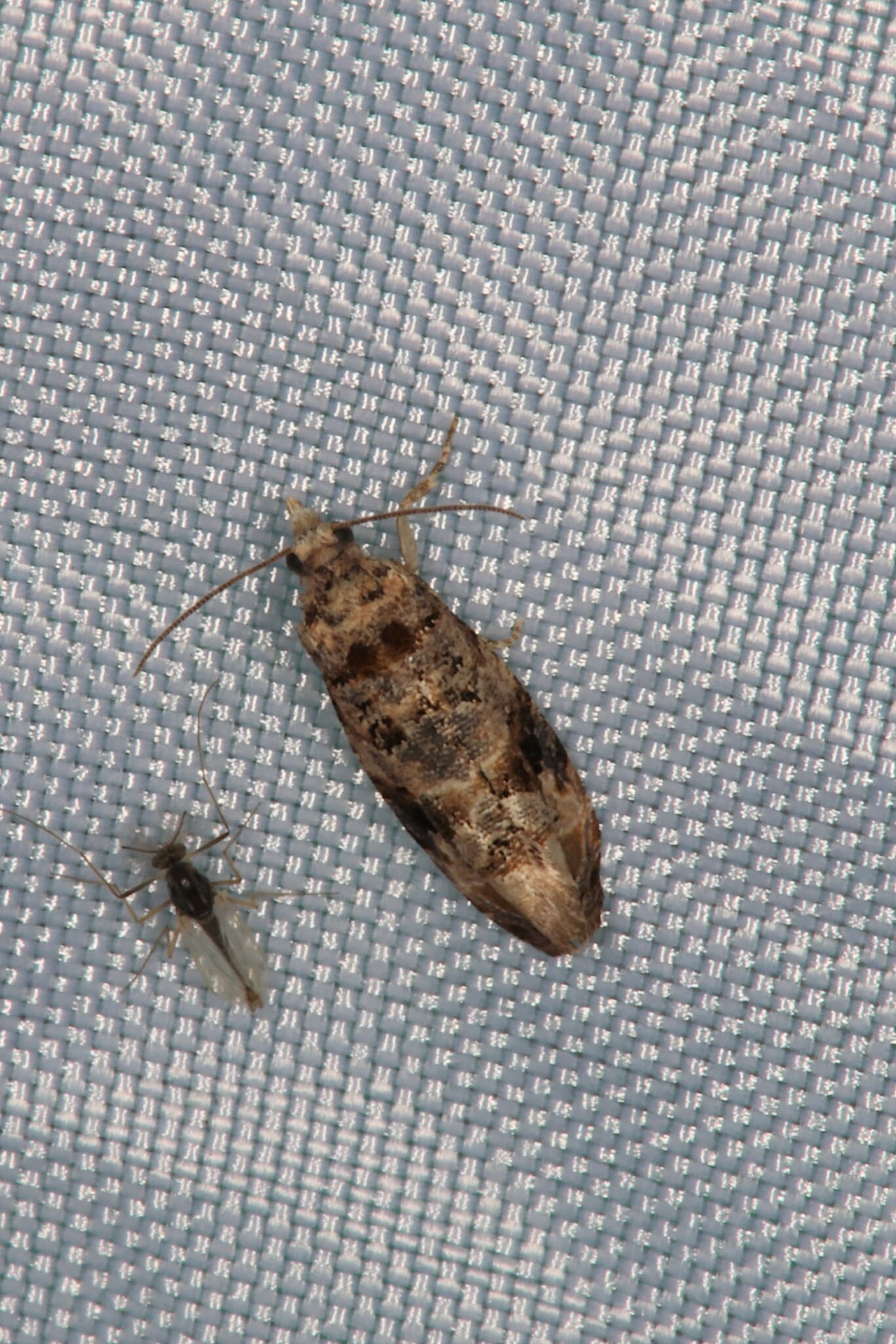 Plaga de POLILLA DEL RACIMO, LOBESIA BOTRANA