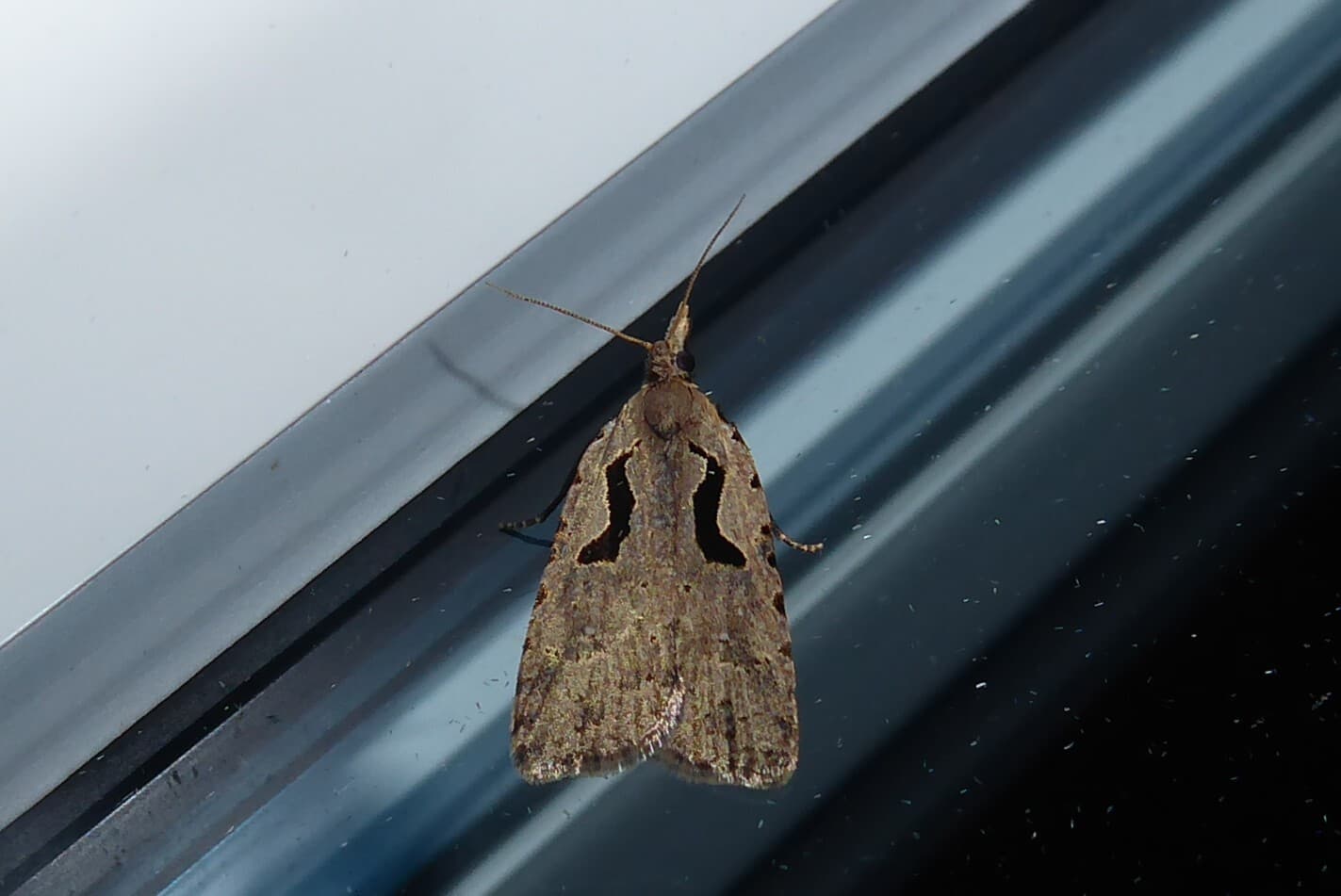 Plaga de NEFASIA, CNEPHASIA PUMICANA