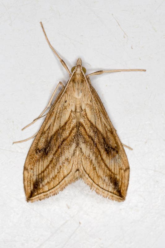 Plaga de PIRAL DE LA COL, EVERGESTIS FORFICALIS