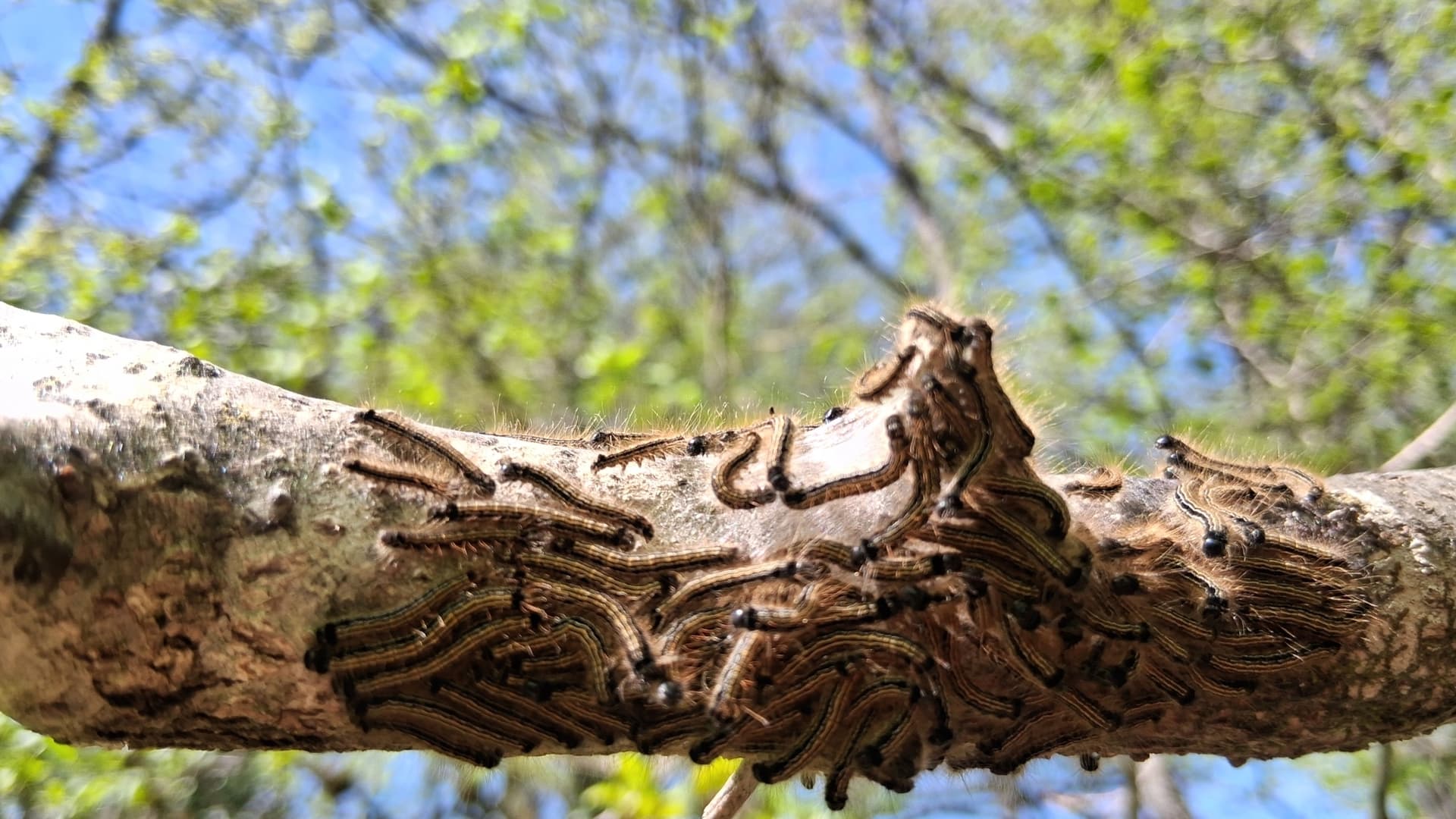Plaga de ORUGA DE LIBREA, MALACOSOMA NEUSTRIA