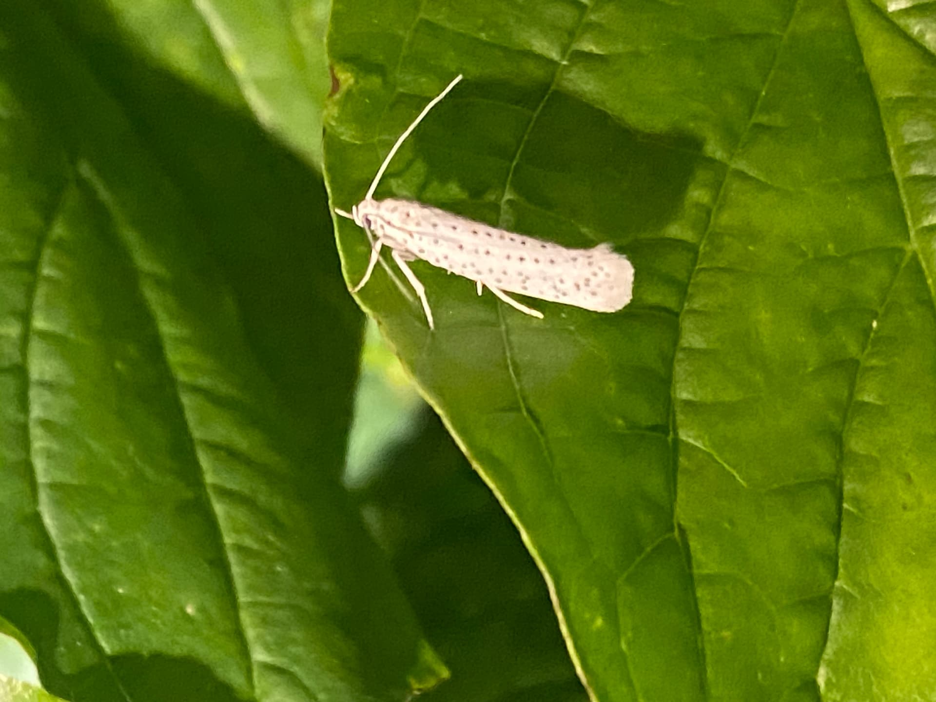 Plaga de ARAÑUELO, ORUGA HILANDERA, YPONOMEUTA SPP.