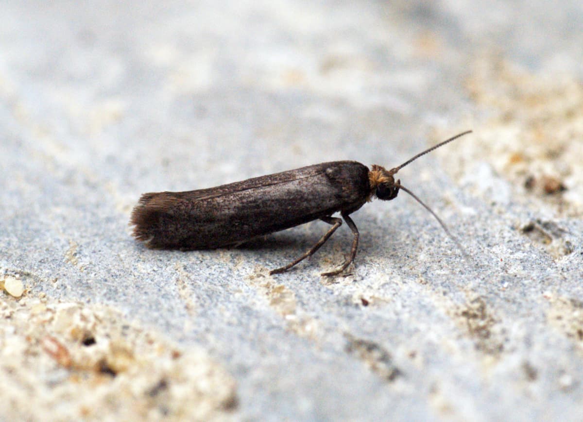 Plaga de PRAYS, POLILLA DEL OLIVO, PRAYS OLEAE