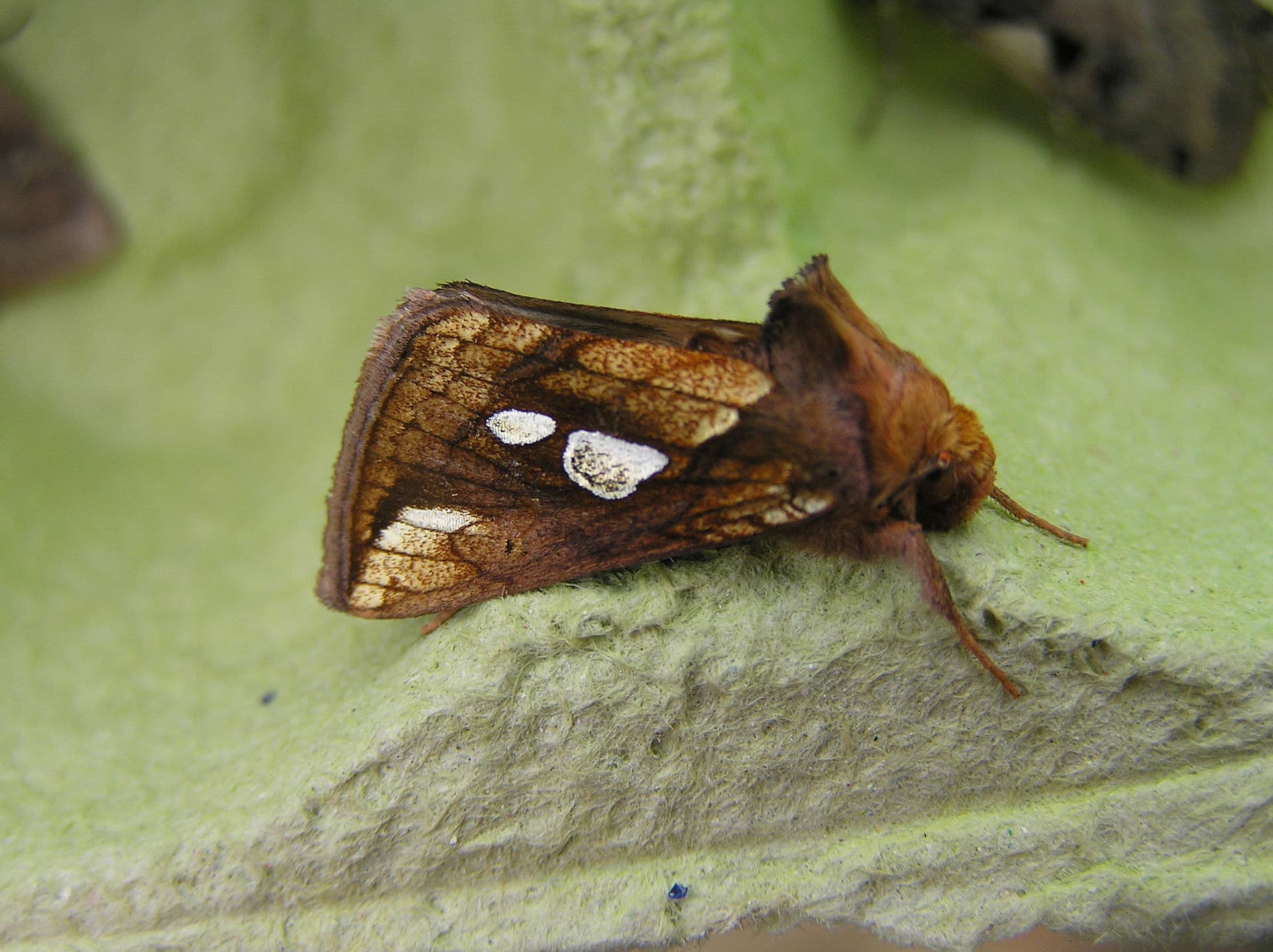 Plaga de PLUSIA, AUTOGRAPHA GAMMA