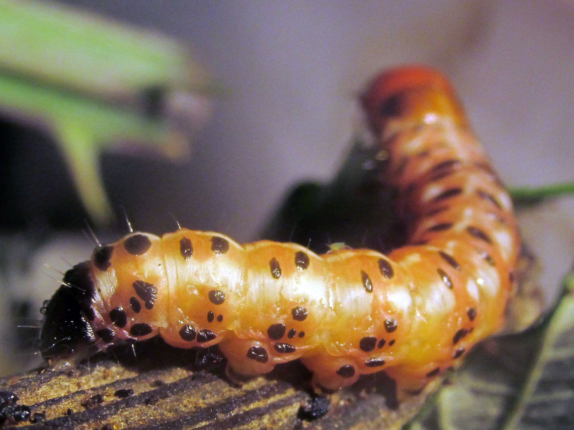 Plaga de BARRENADOR DE LA ALCACHOFA, GORTYNA XANTHENES