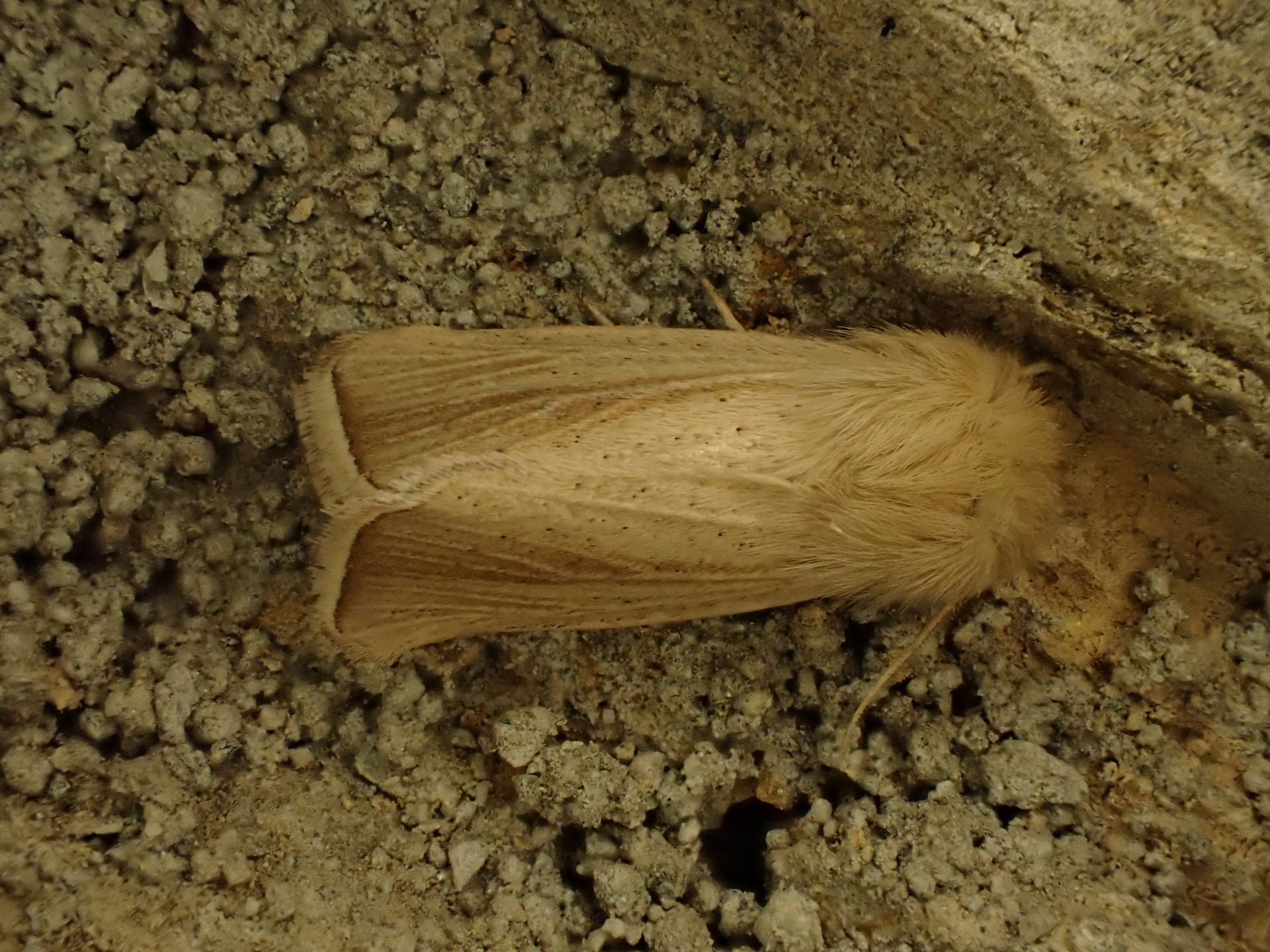 Plaga de TALADROS DEL MAÍZ, SESAMIA SPP.