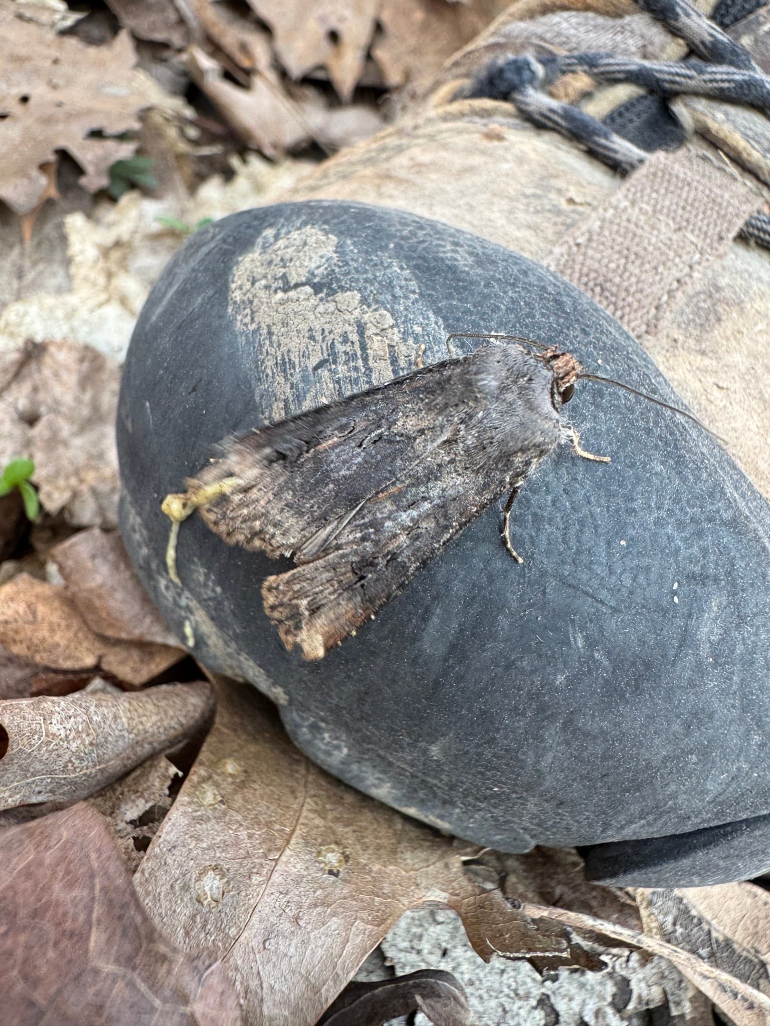 Plaga de GUSANOS GRISES, ROSQUILLAS, AGROTIS SPP.