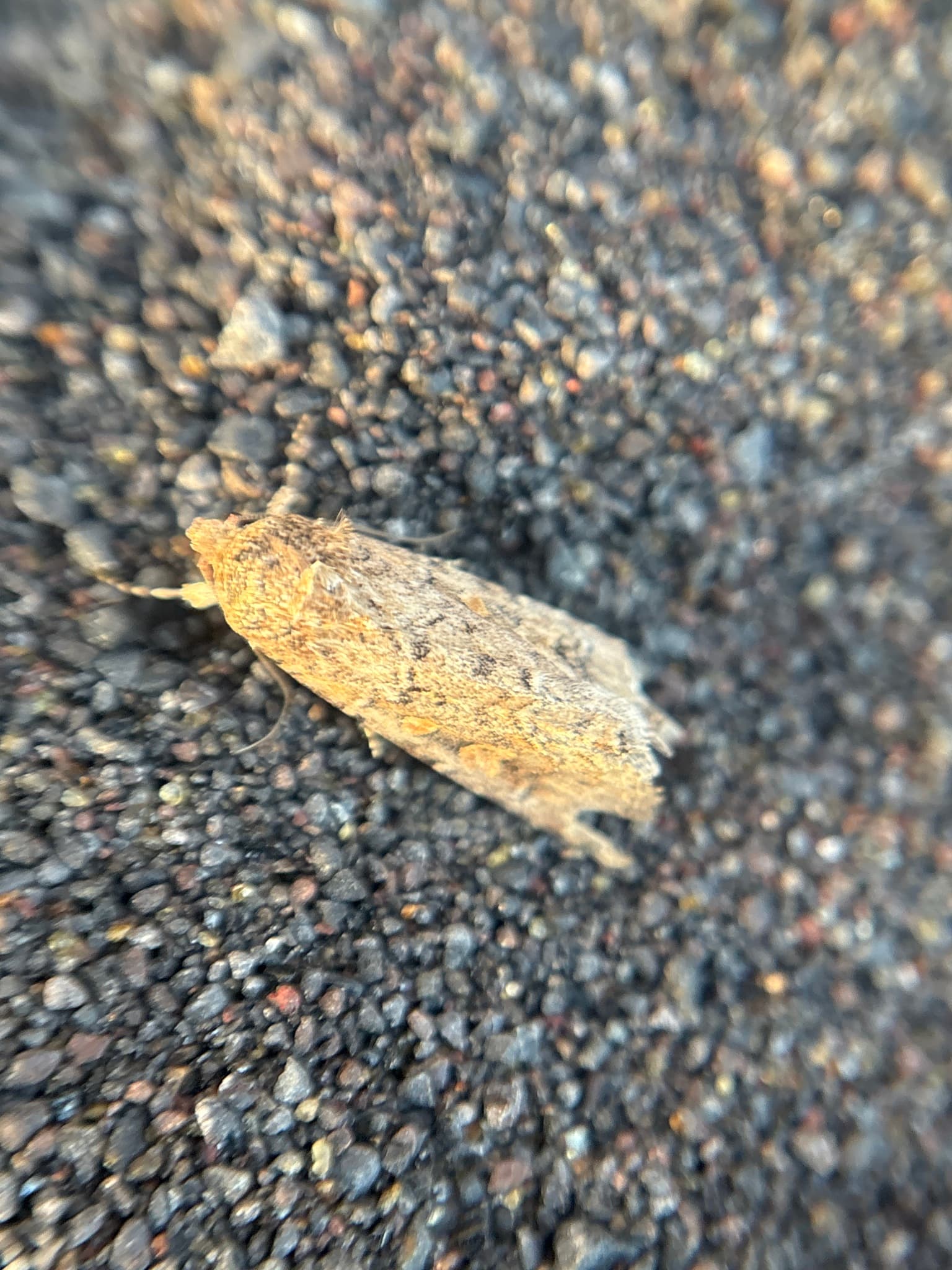 Plaga de ROSQUILLA VERDE, SPODOPTERA EXIGUA
