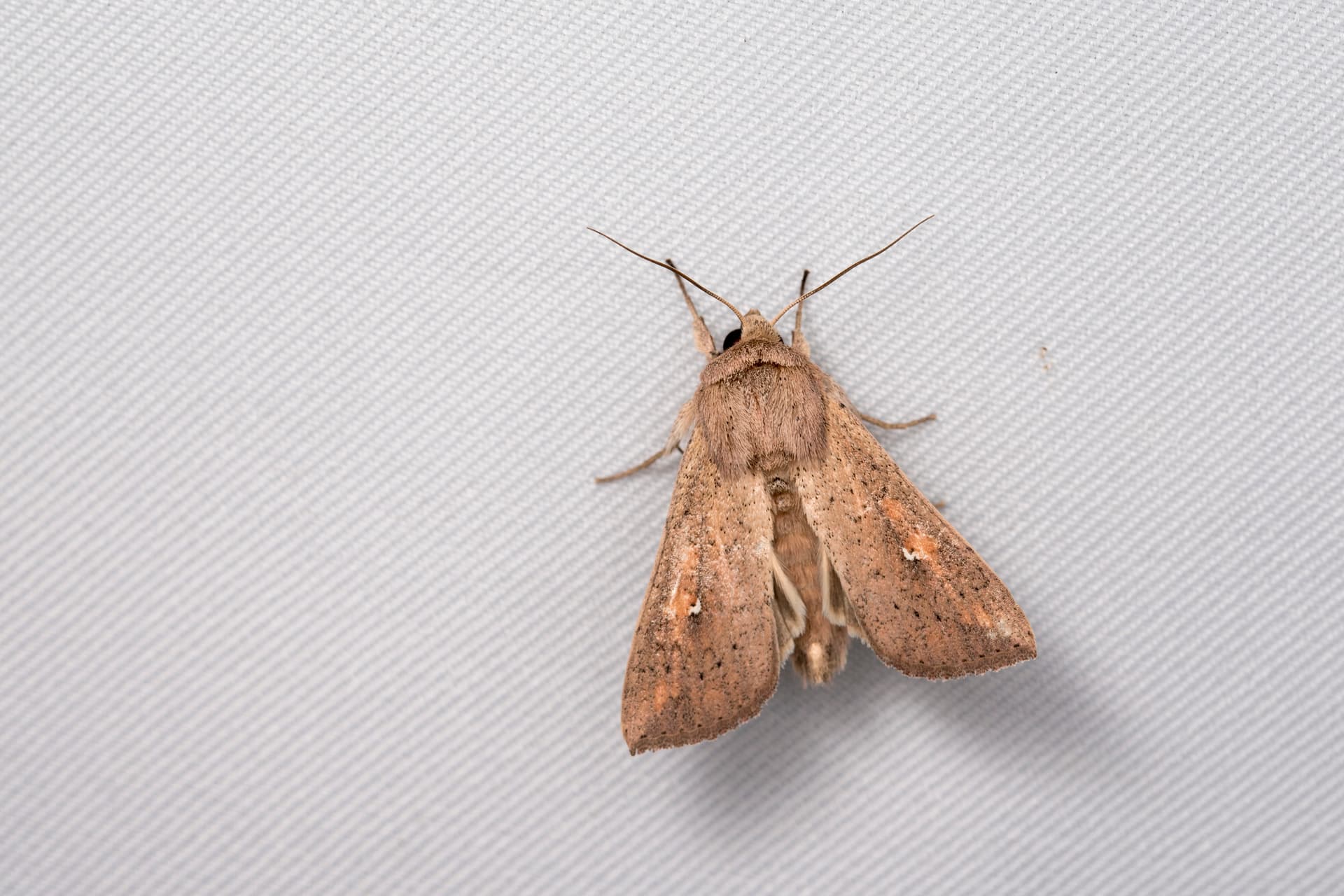 Plaga de MYTHIMNA UNIPUNCTATA