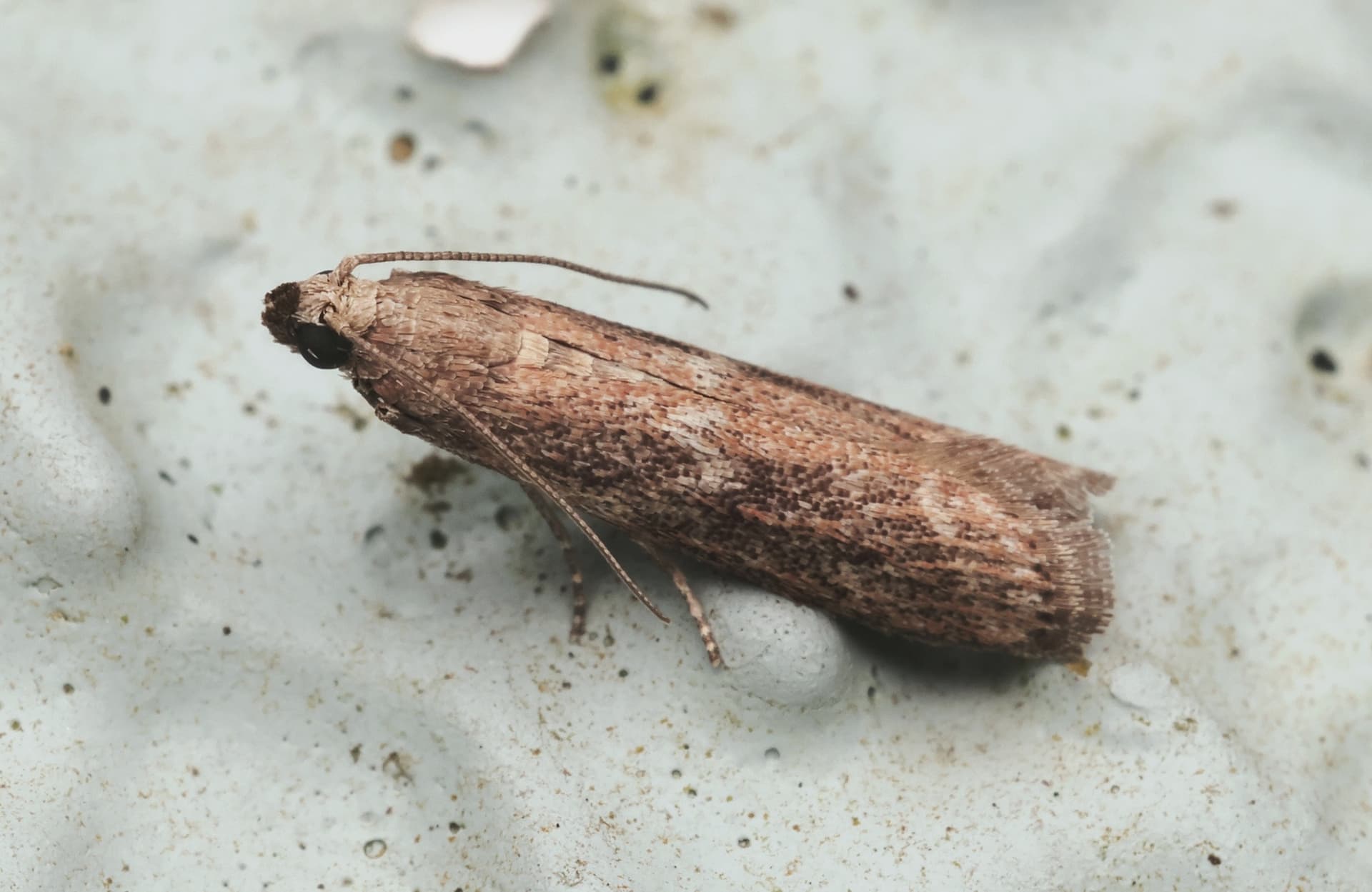 Plaga de BARRENETA DE LOS CÍTRICOS, APOMYELOIS CERATONIAE
