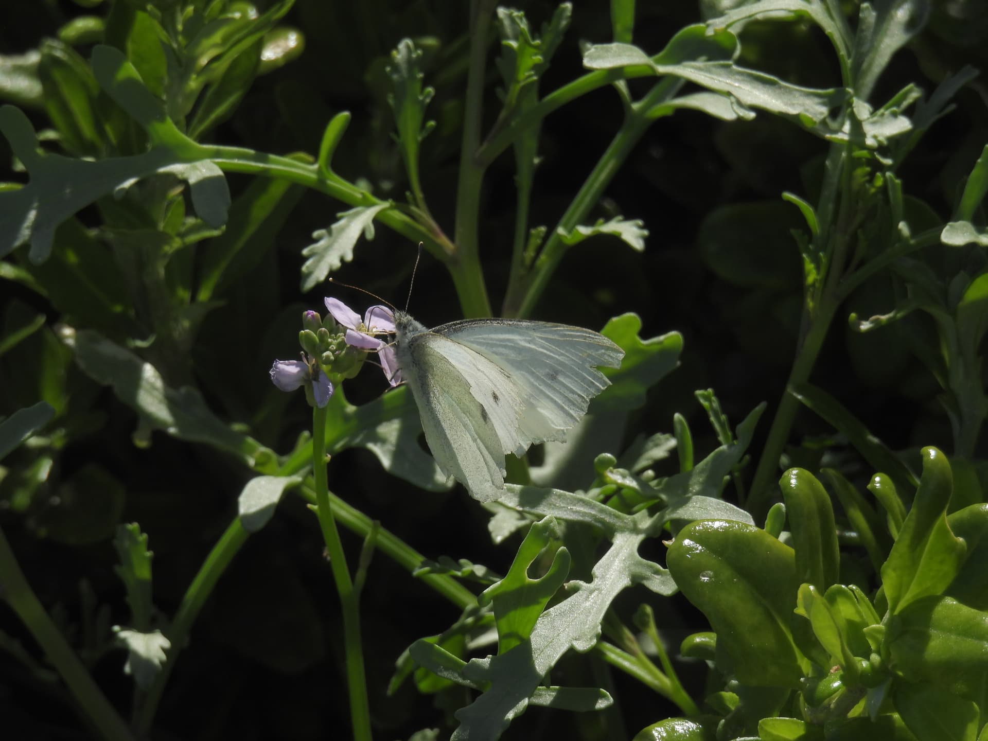 Plaga de MARIPOSAS DE LA COL, PIERIS SPP.