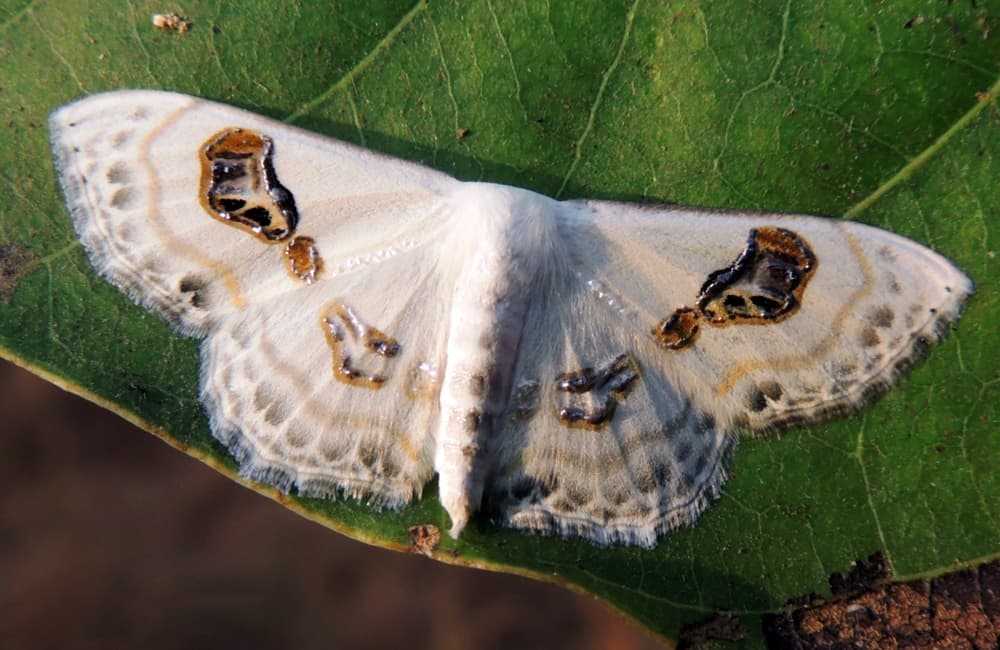 Plaga de GEOMÉTRIDOS, GEOMETRIDAE