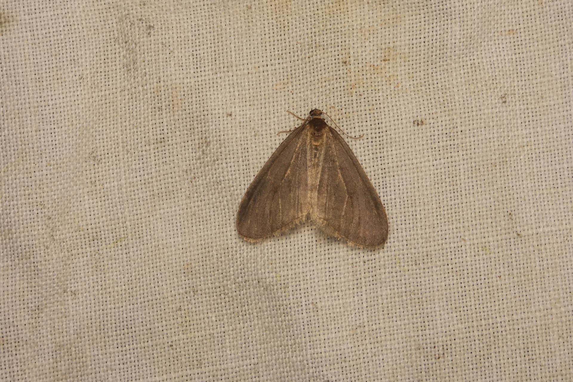 Plaga de FALENA INVERNAL, OPEROPHTERA BRUMATA