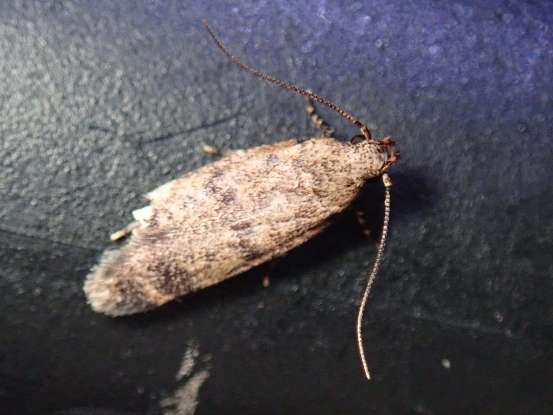 Plaga de GUSANO ROSADO DEL ALGODÓN, PECTINOPHORA GOSSYPIELLA