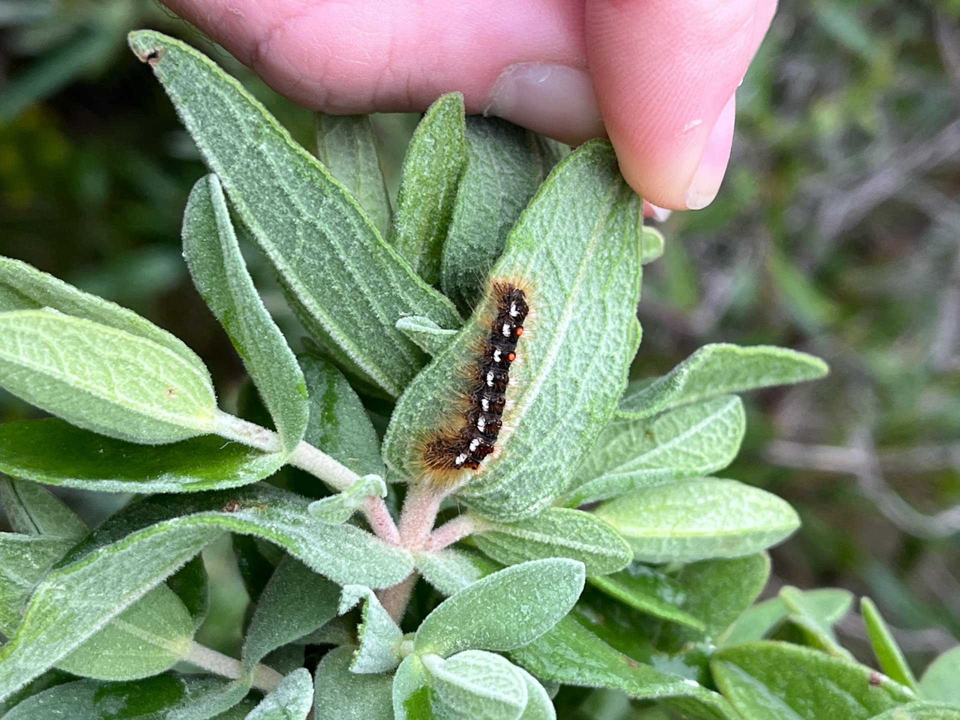 Plaga de ORUGA DEL ZURRÓN, EUPROCTIS CHRYSORRHOEA