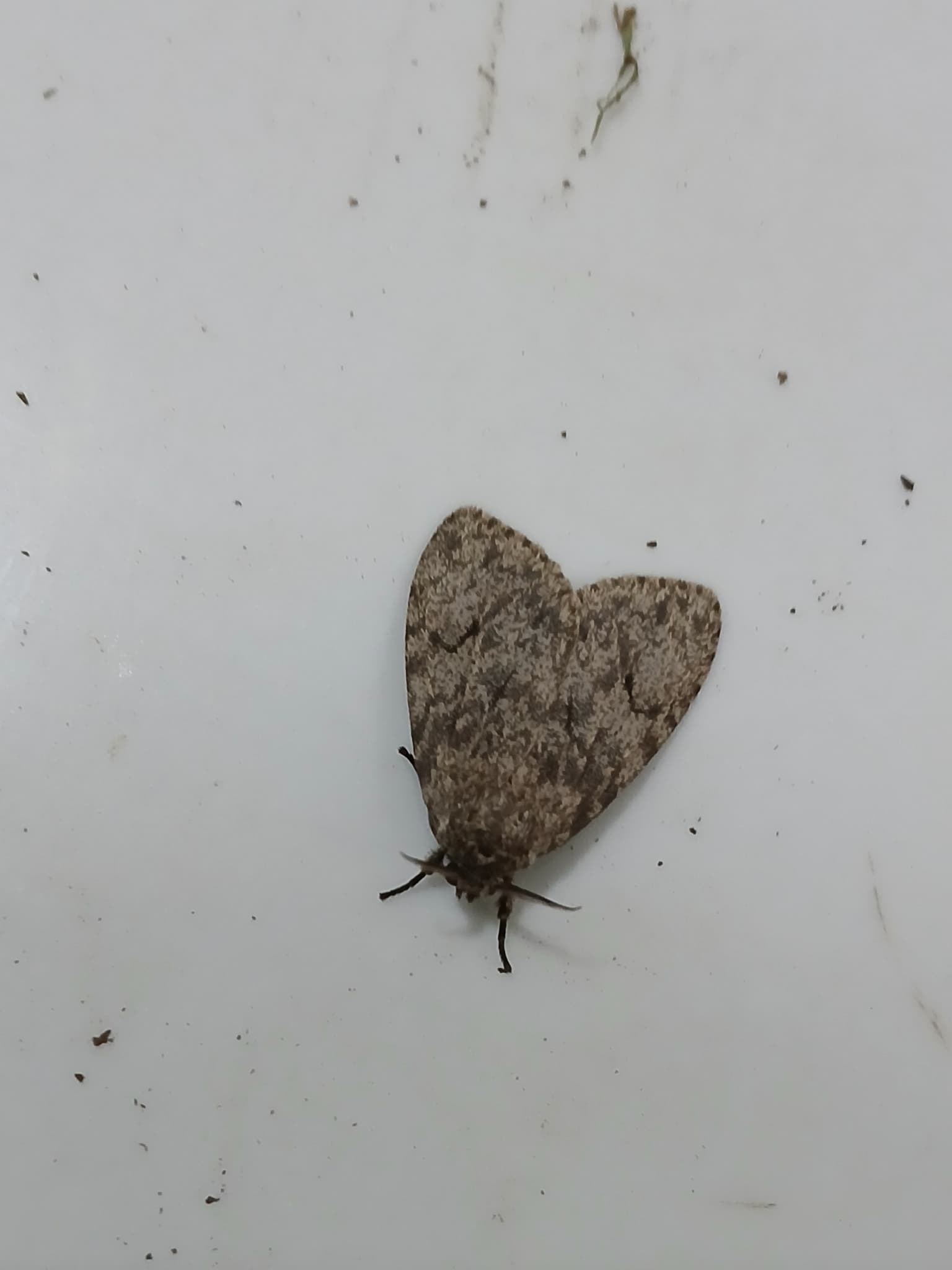 Plaga de LAGARTAS, LYMANTRIA SPP.