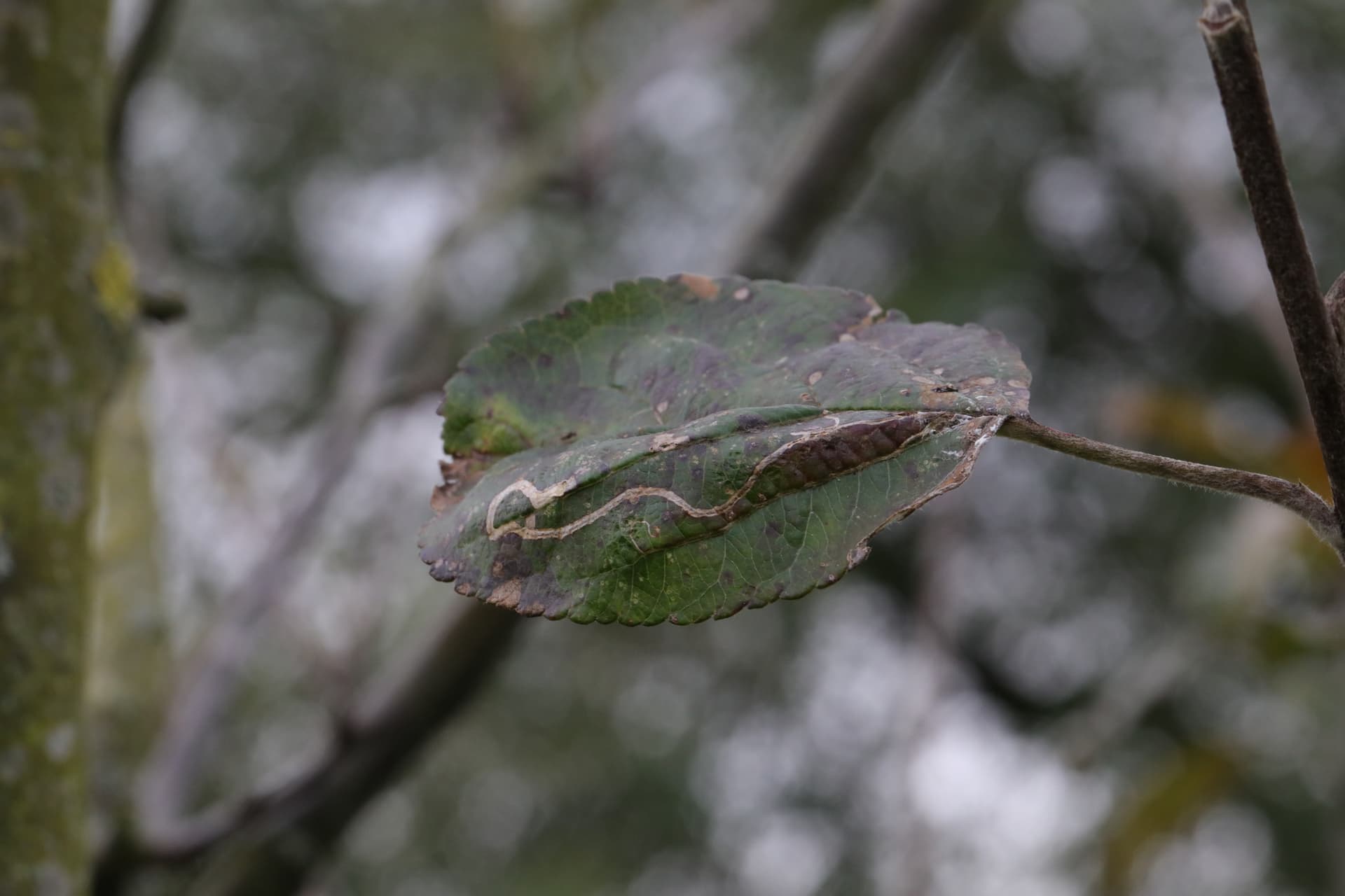 Plaga de MINADOR, STIGMELLA MALELLA