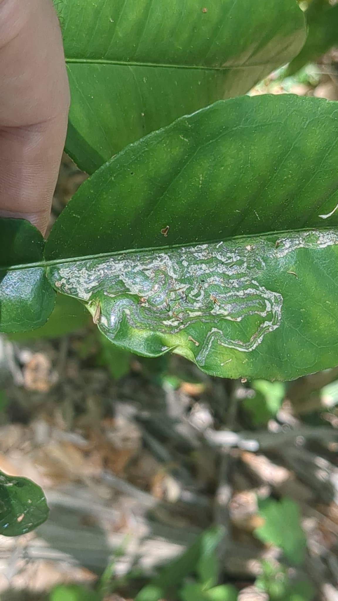 Plaga de MINADOR DE LAS HOJAS DE CÍTRICOS, PHYLLOCNISTIS CITRELLA