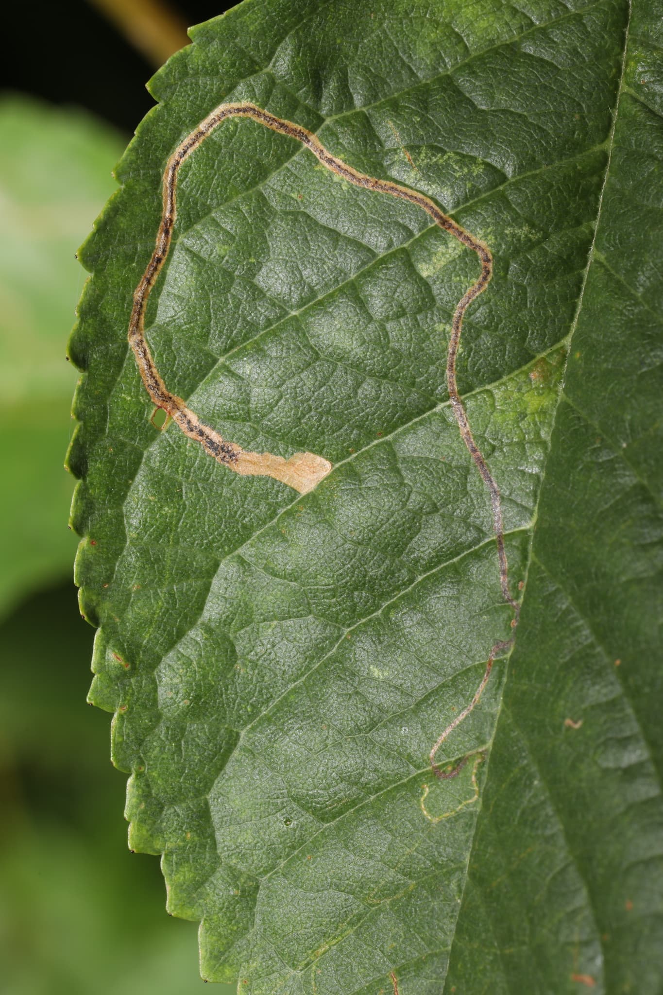 Plaga de MINADOR SINUOSO, LYONETIA CLERKELLA