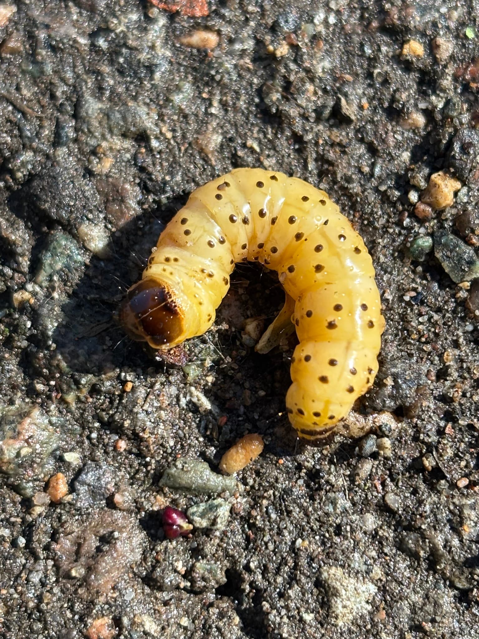 Plaga de TALADRO AMARILLO DE LOS FRUTALES, ZEUZERA PYRINA