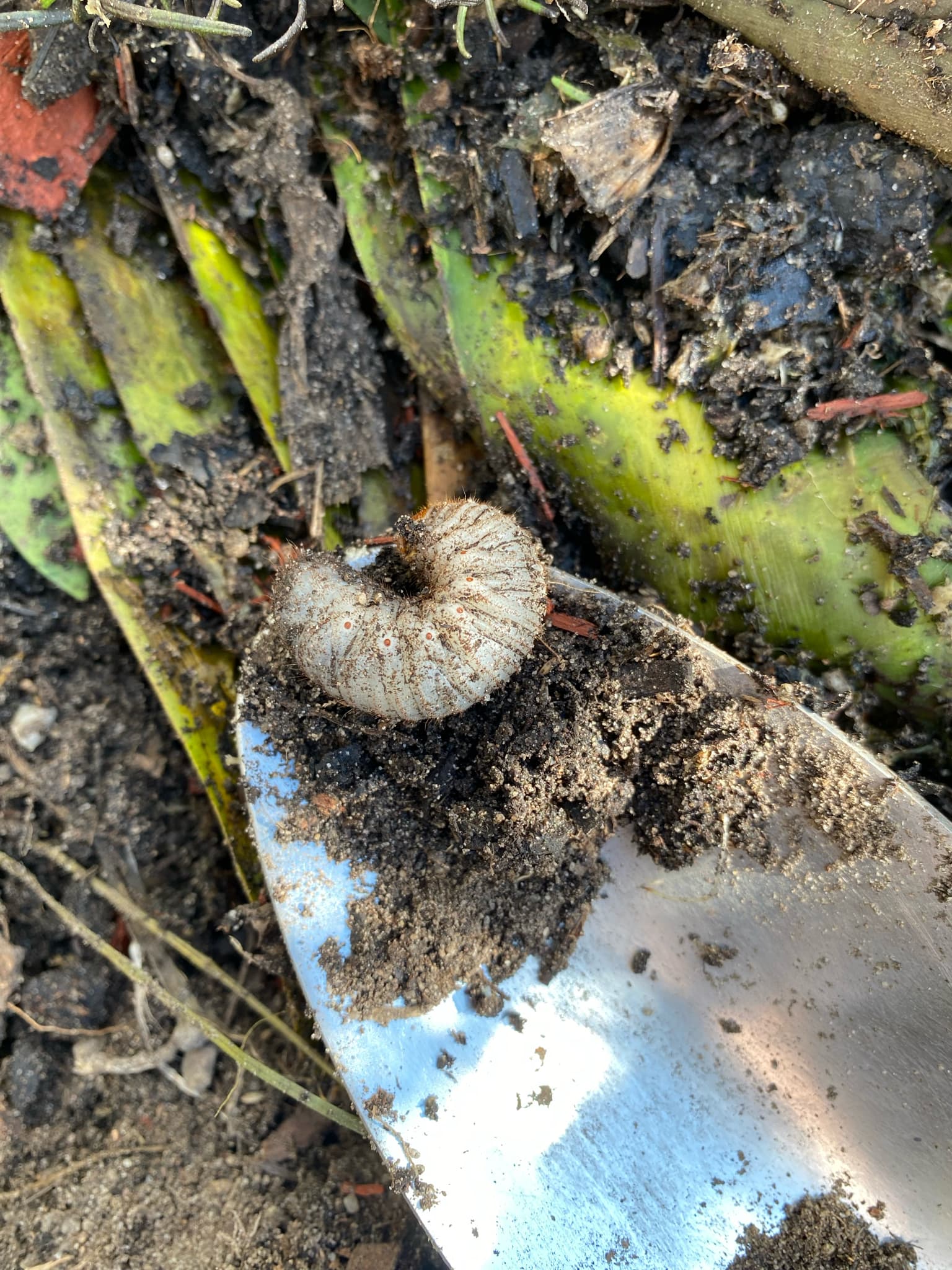 Plaga de ESCARABEIDOS, SCARABAEIDAE