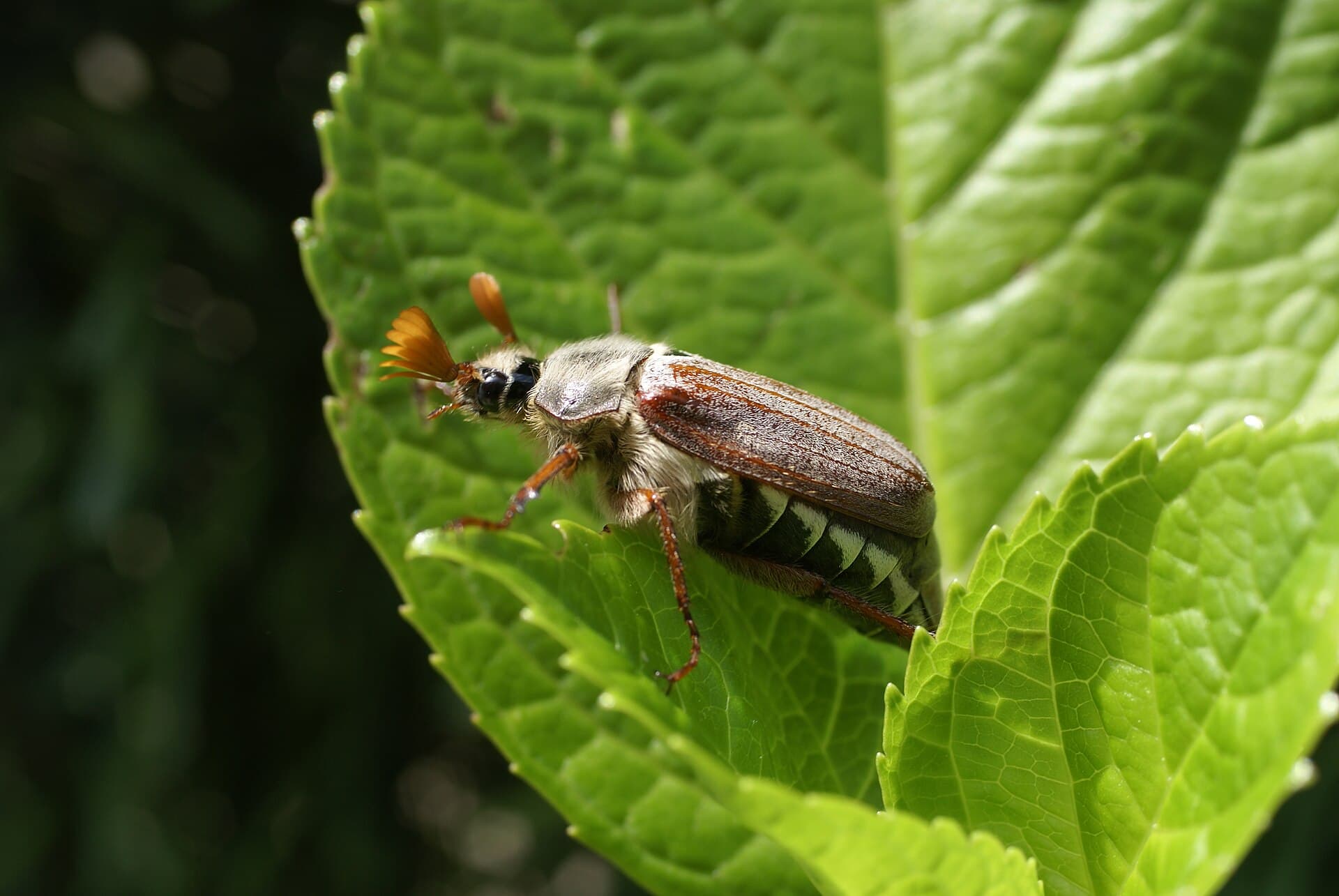 Plaga de ESCARABAJO SANJUANERO , MELOLONTHA SPP.