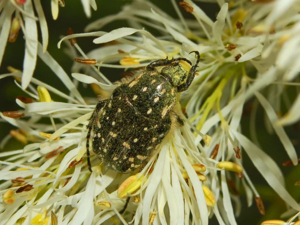Plaga de ESCARABAJO DEL SUDARIO,OXYTHYREA FUNESTA