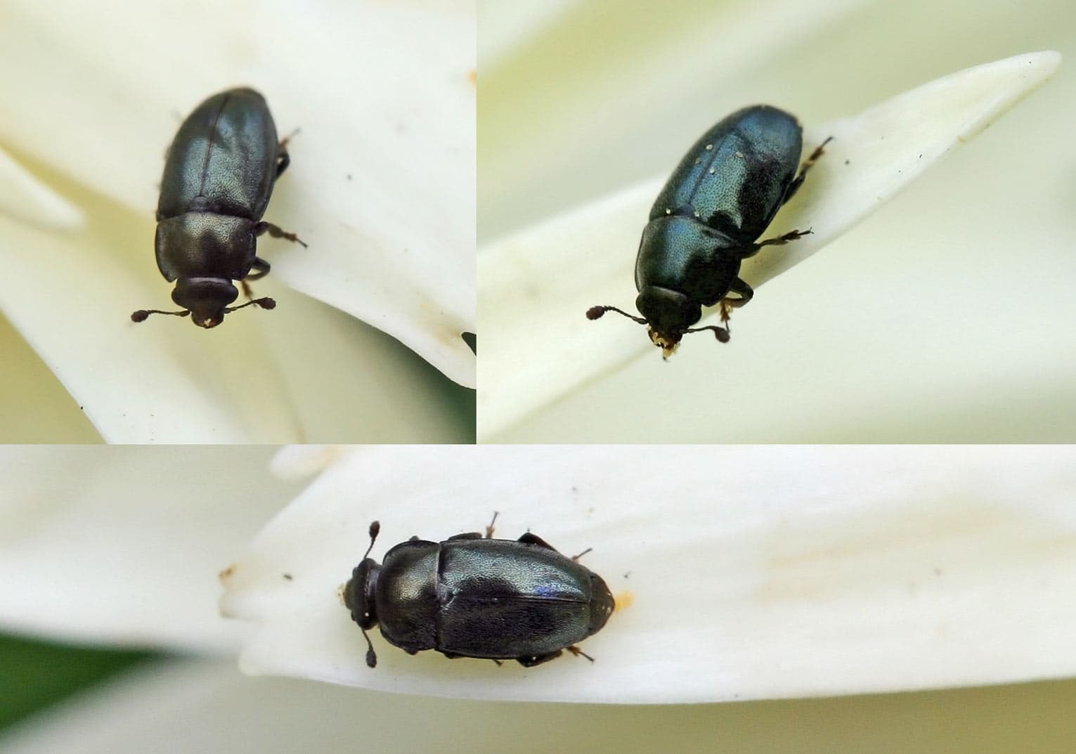 Plaga de MELIGETHES, BRASSICOGETHES AENEUS