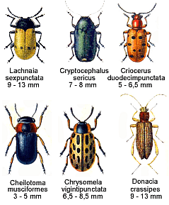 Plaga de CRISOMÉLIDOS, CHRYSOMELIDAE