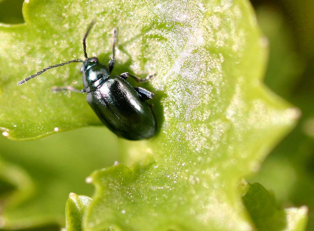 Plaga de ALTICA, PULGUILLA DE LA VID, ALTICA AMPELOPHAGA