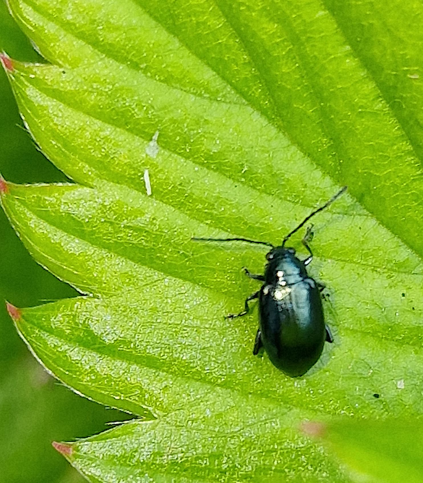 Plaga de ALTICA DE LOS ROBLES, ALTICA QUERCETORUM