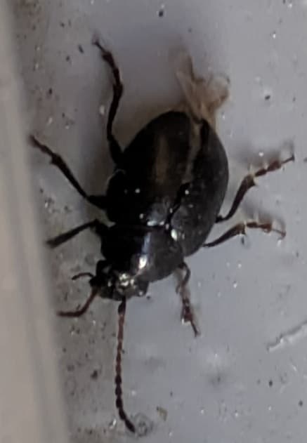 Plaga de CUCA DE LA ALFALFA, COLASPIDEMA ATRUM