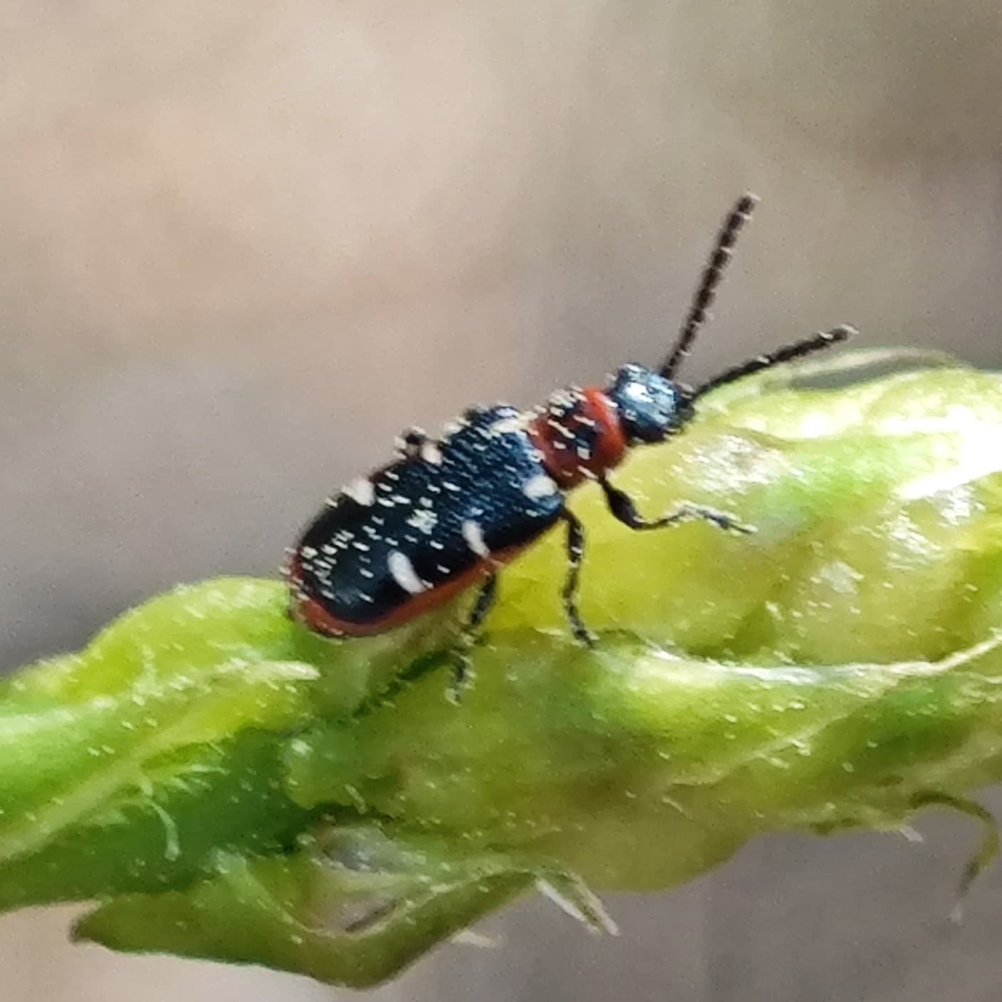Plaga de CRIOCEROS DEL ESPÁRRAGO, CRIOCERIS ASPARAGI, C. DUODECIMPUNCTATA