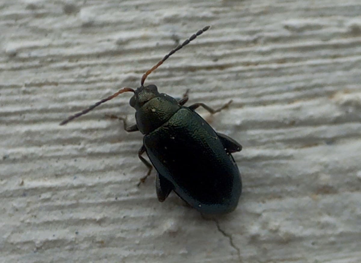 Plaga de PULGUILLA DE LA COL, PHYLLOTRETA SPP.