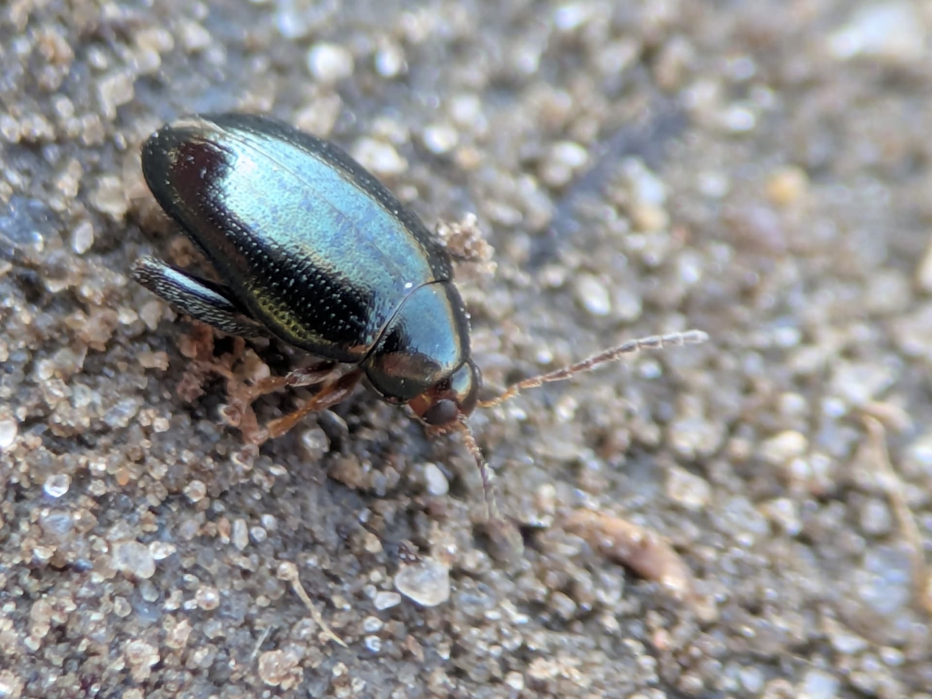 Plaga de PULGUILLA DE LA COL, PSYLLIODES CHRYSOCEPHALA