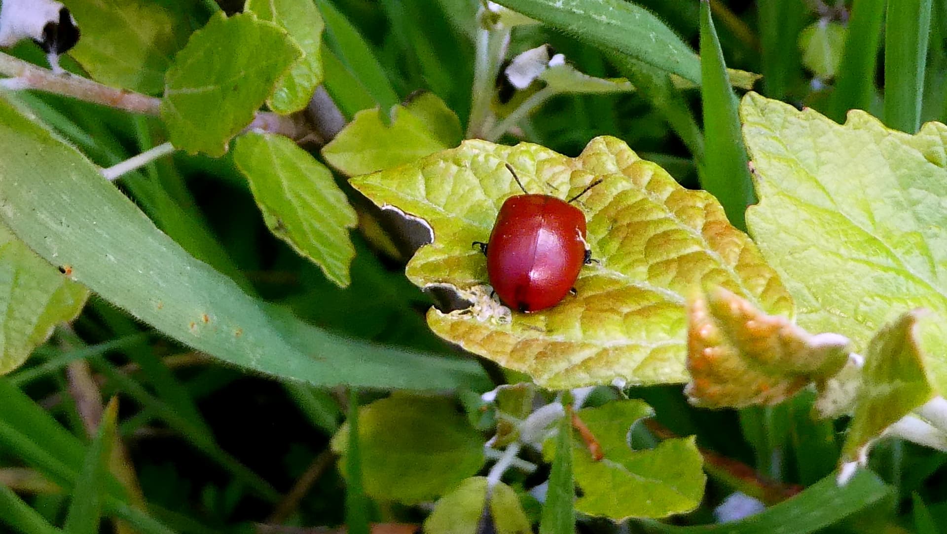 Plaga de CRISOMELA DEL CHOPO, CHRYSOMELA POPULI