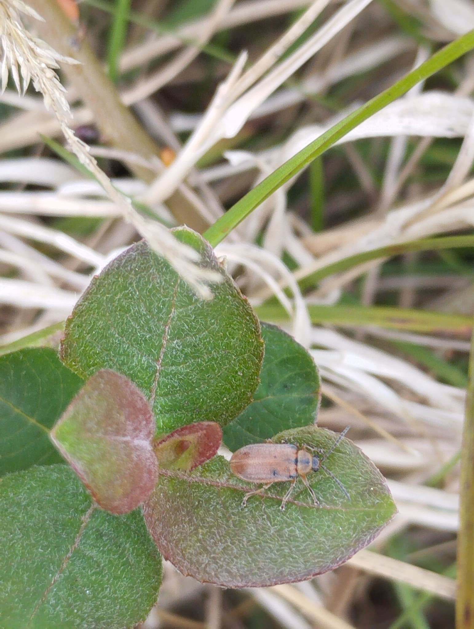 Plaga de GALERUCA DEL SAUCE, GALERUCELLA LINEOLA