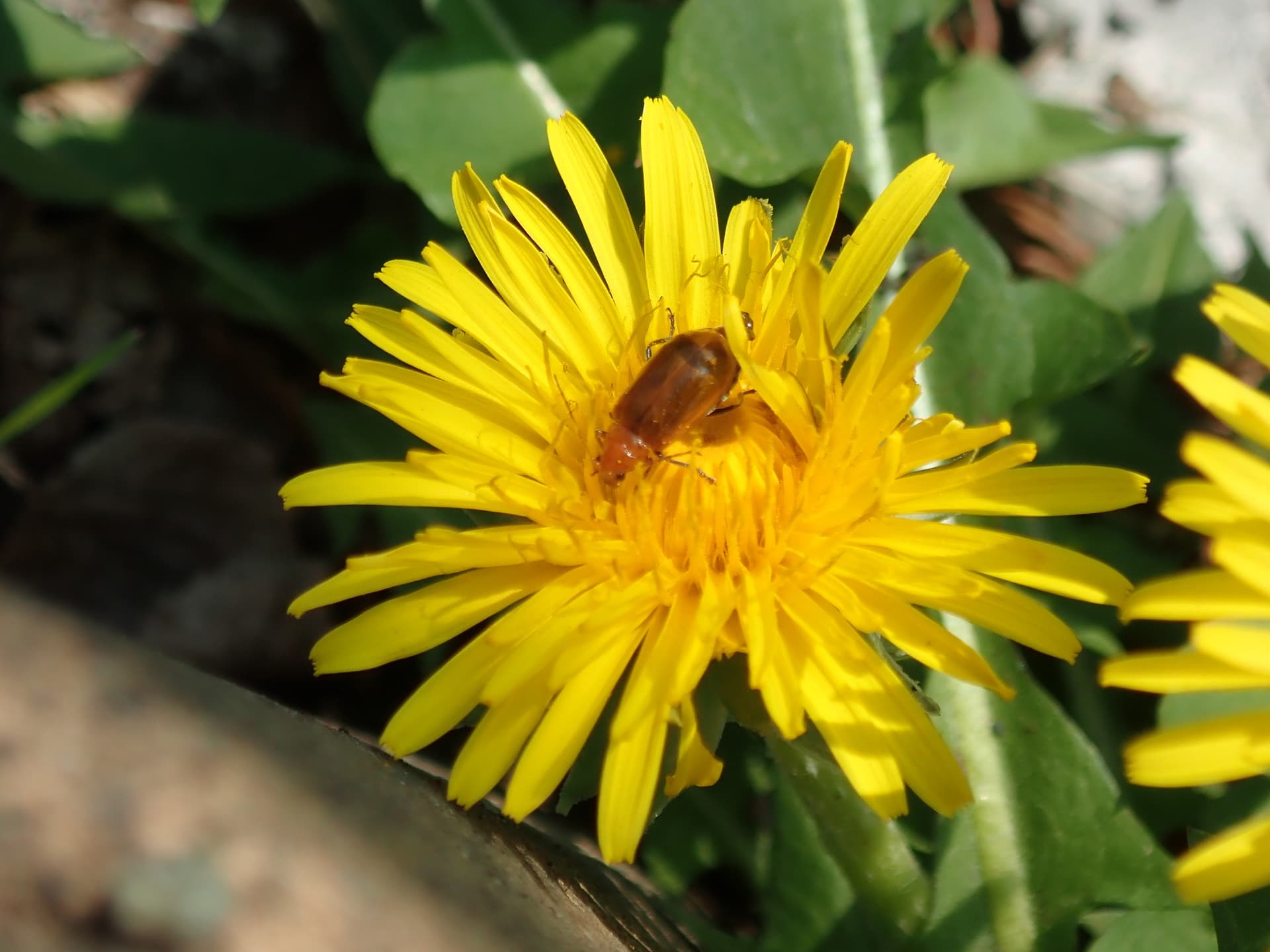 Plaga de GALERUCA DEL MELÓN, AULACOPHORA FOVEICOLLIS