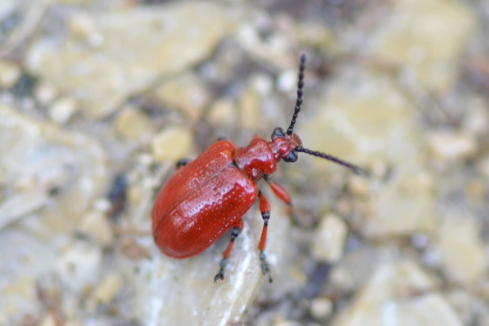 Plaga de CRIOCERO DE LA CEBOLLA, LILIOCERIS MERDIGERA