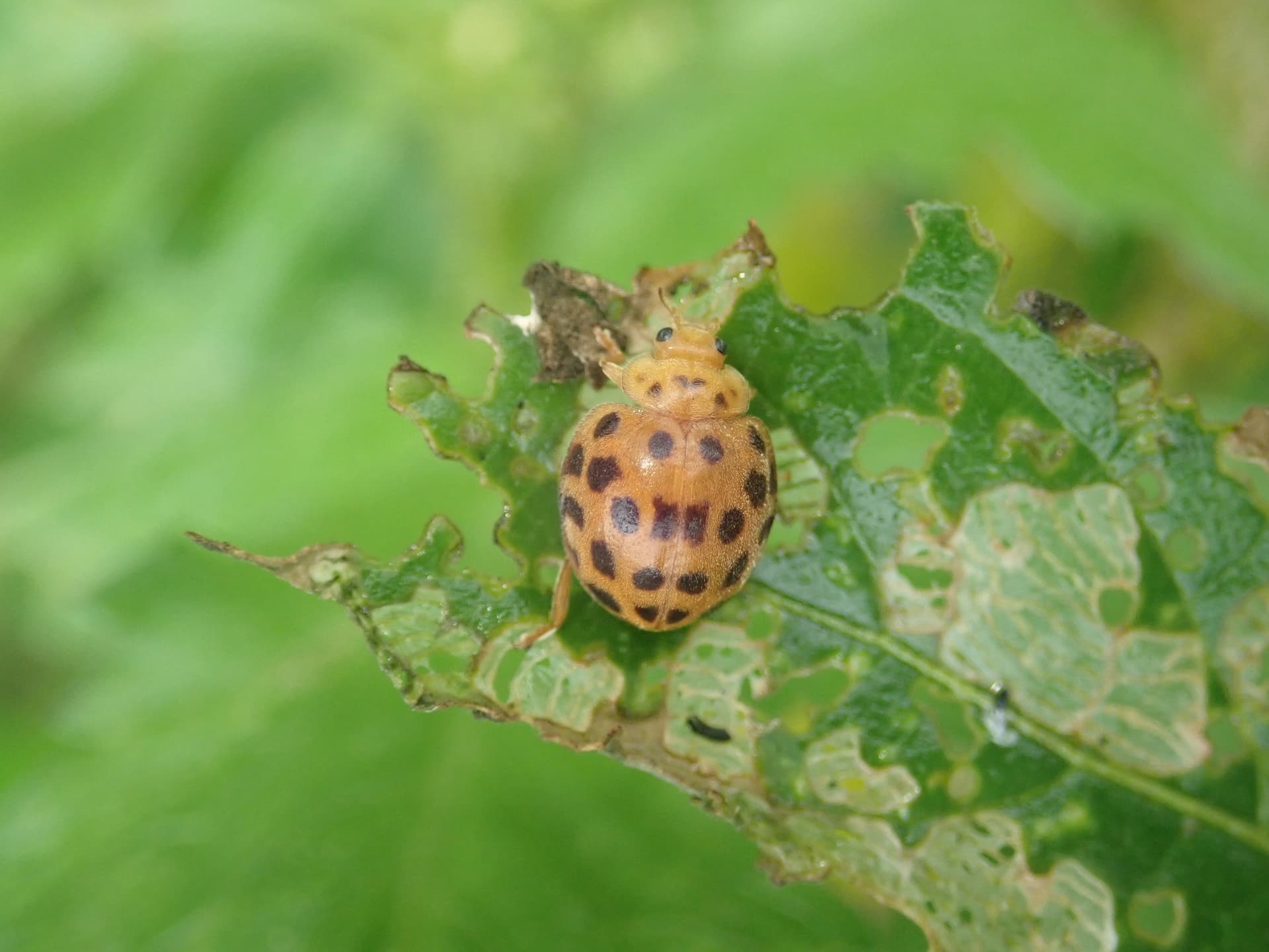 Plaga de VACANITA DEL MELONAR, EPILACHNA CHRYSOMELINA
