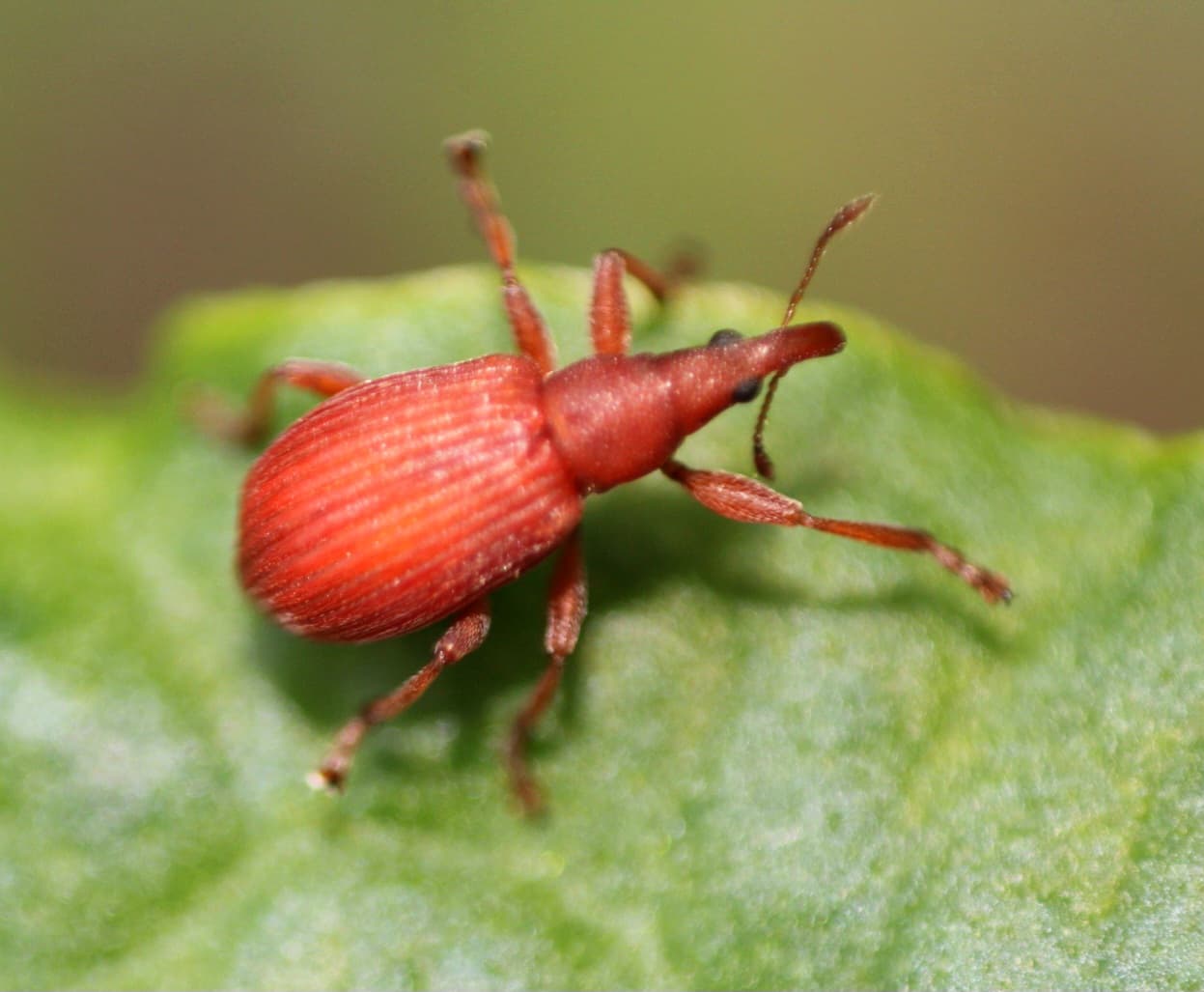 Plaga de APION, APION SPP.