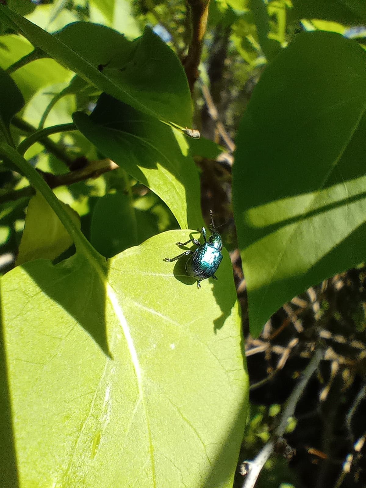 Plaga de CIGARRERO DE LA VID, BYCTISCUS BETULAE