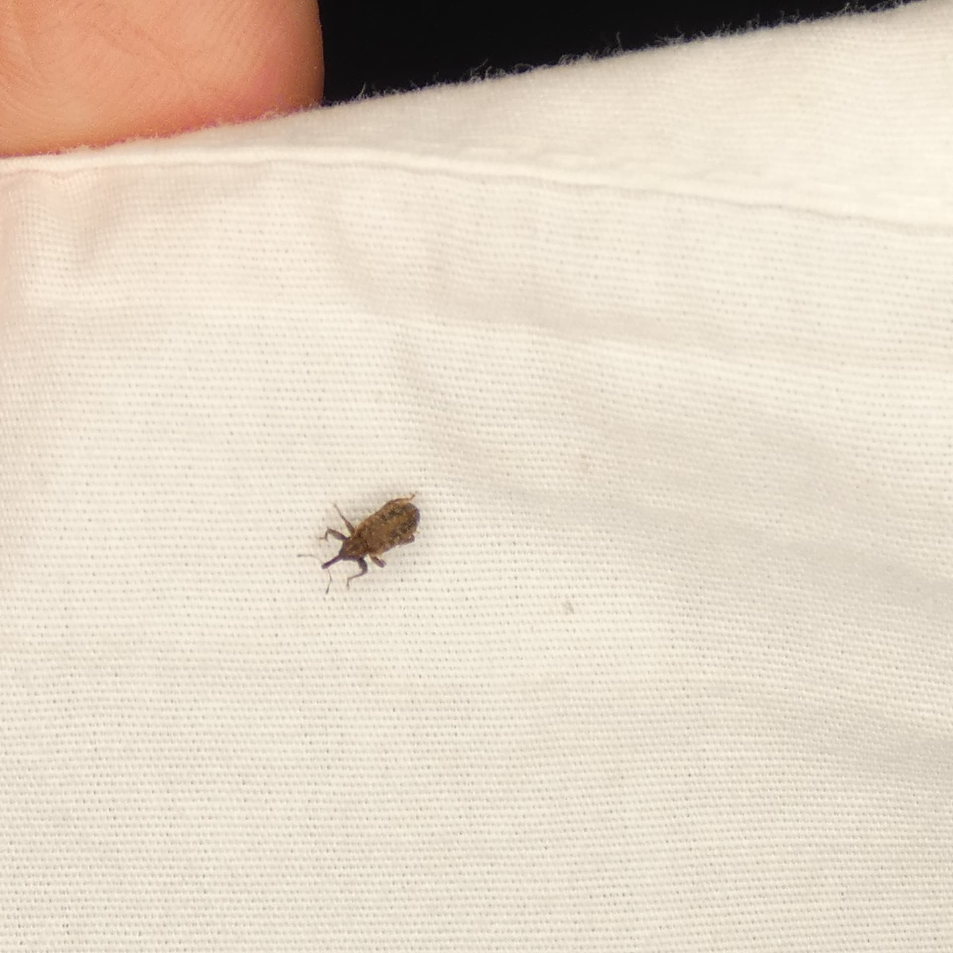 Plaga de CURCULIÓNIDOS, CURCULIONIDAE