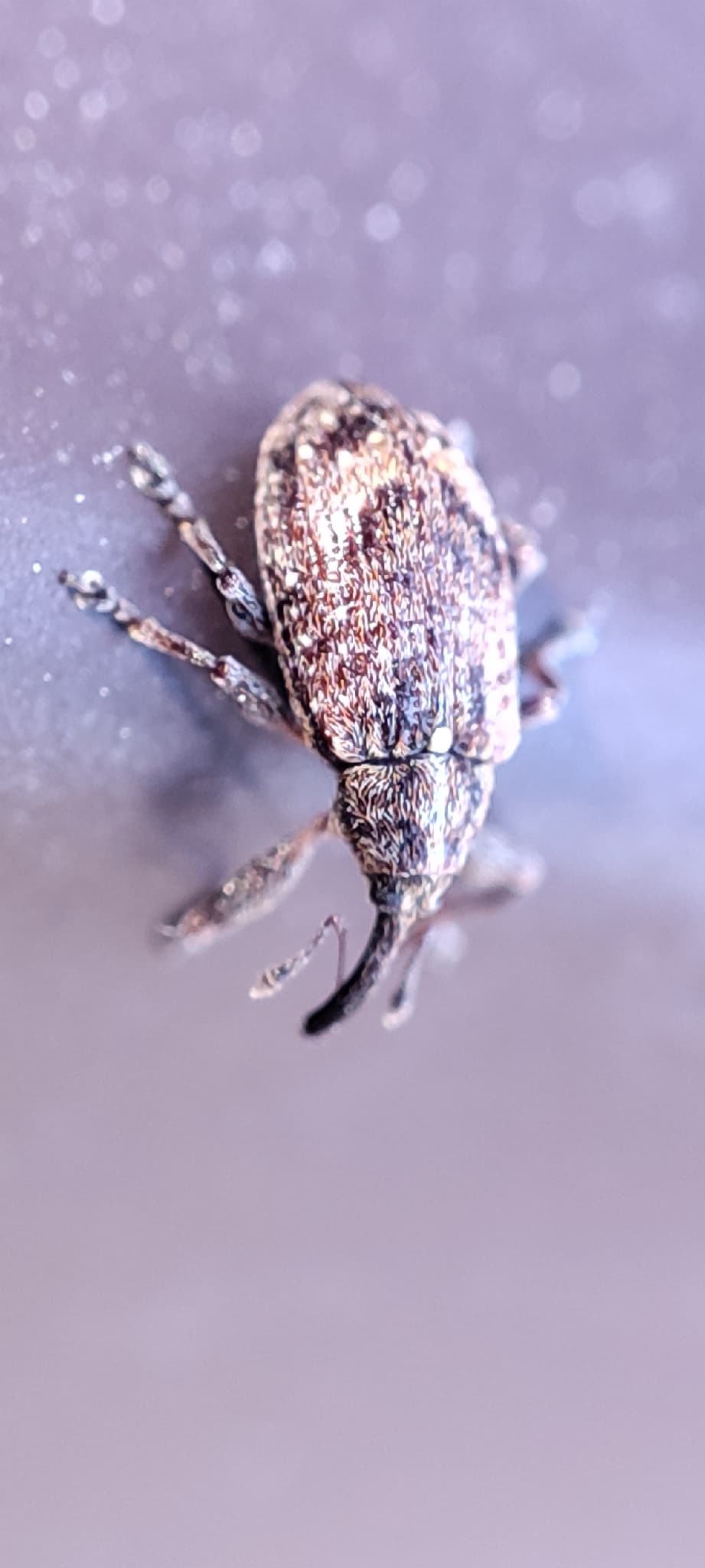 Plaga de GORGOJO DE LA FLOR DEL MANZANO, ANTHONOMUS POMORUM